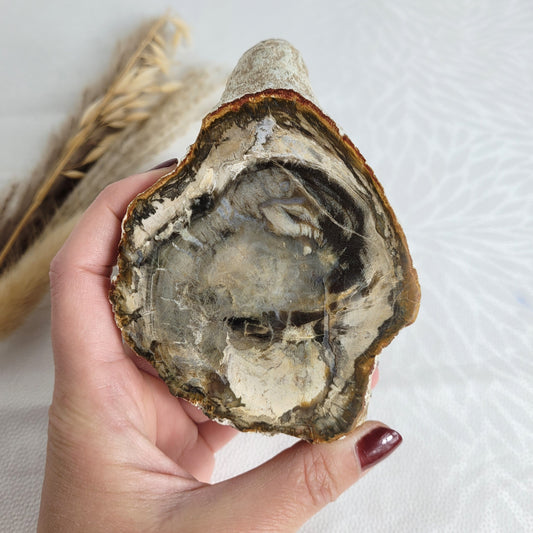 Scheibe fossiles versteinertes Holz mit wunderschöner Maserung