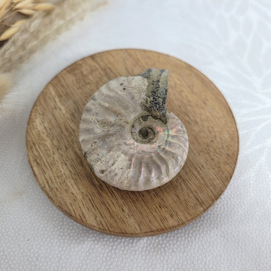 Stein-alte Geschichten: Ammoniten