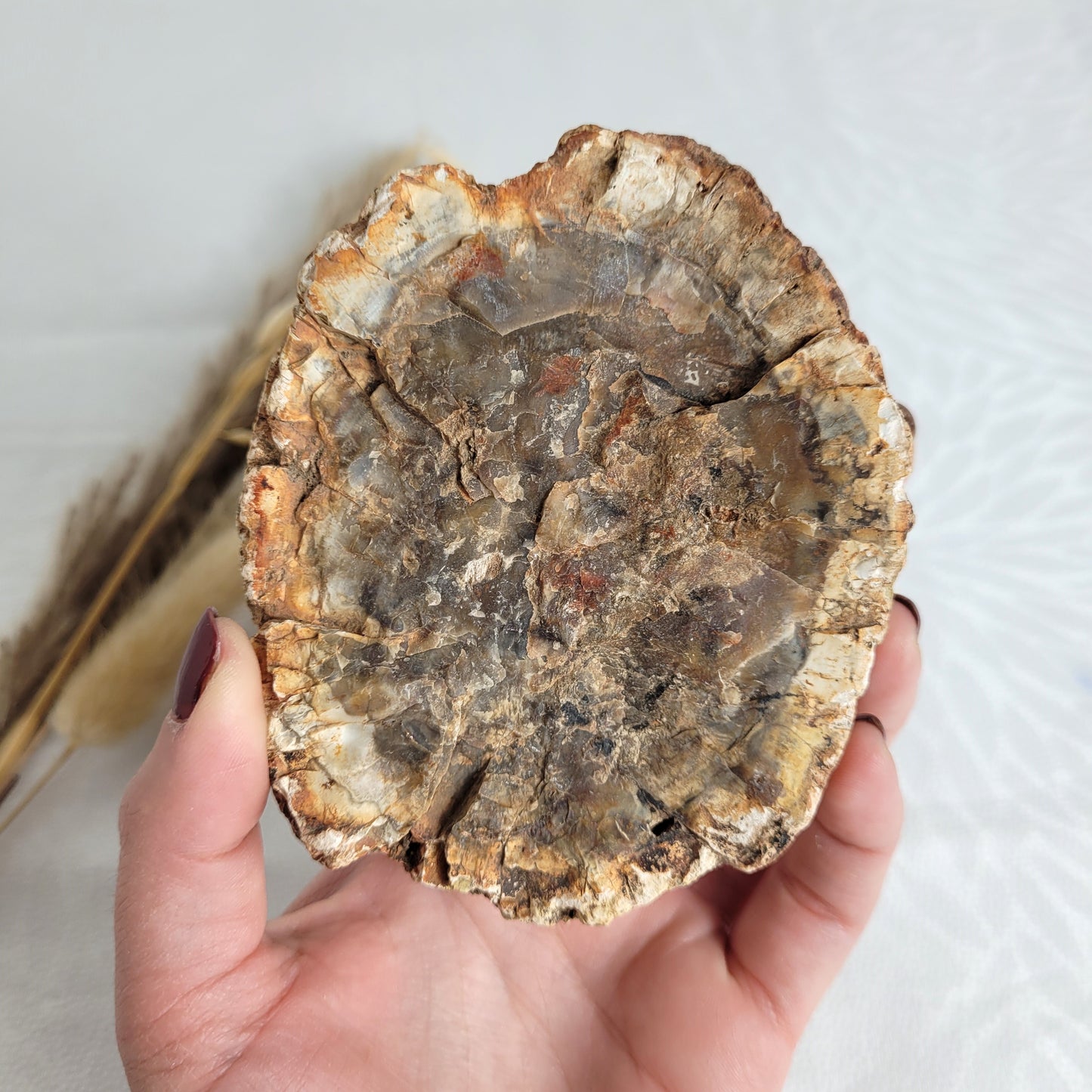 Versteinertes fossiles Holz