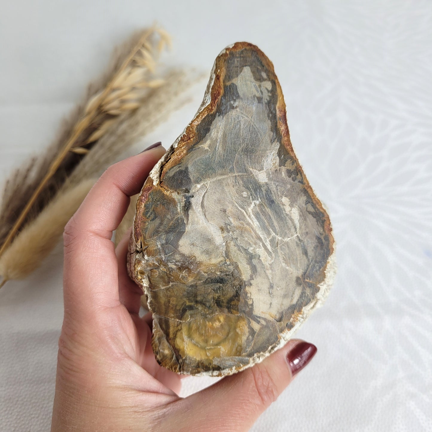 Versteinertes fossiles Holz