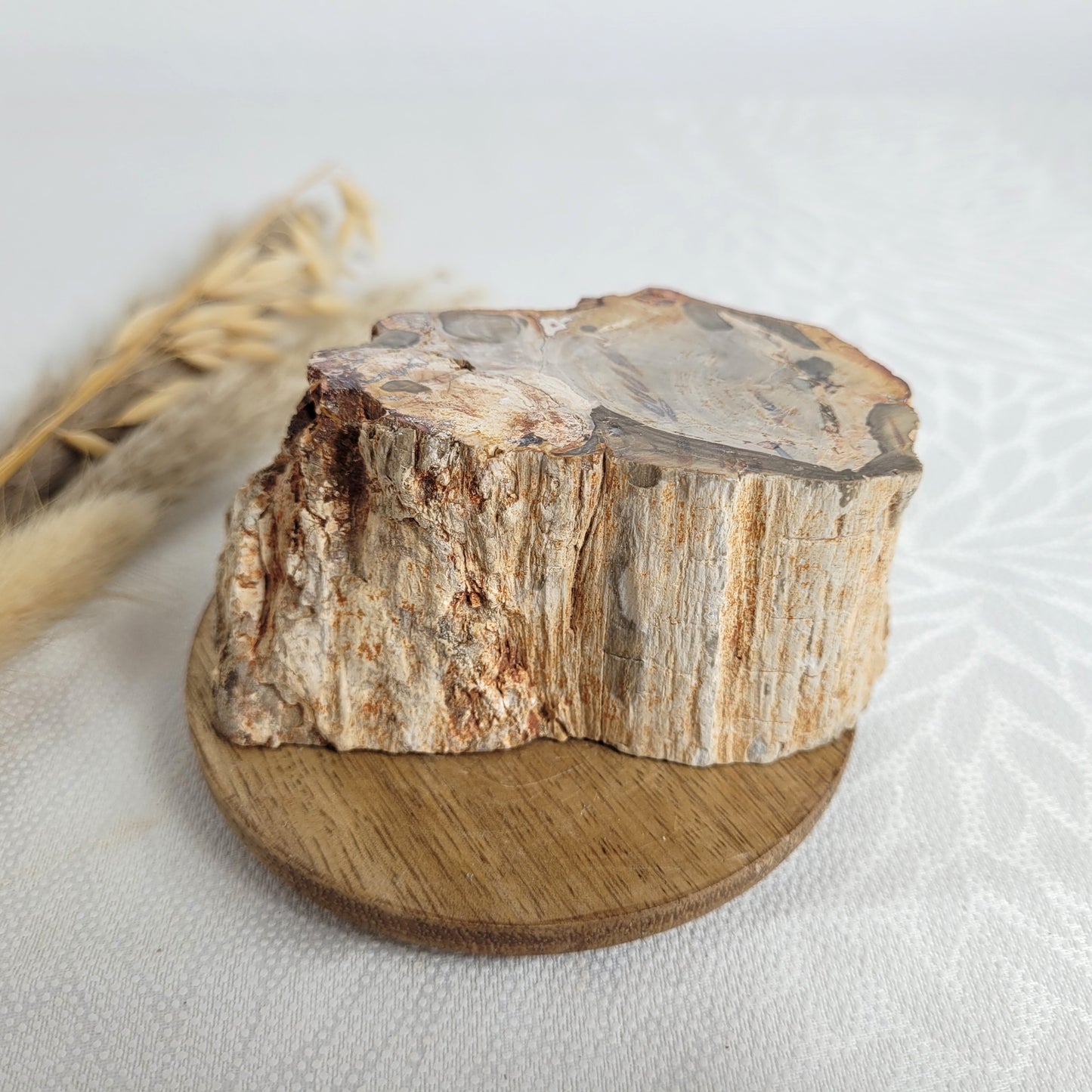 Versteinertes fossiles Holz