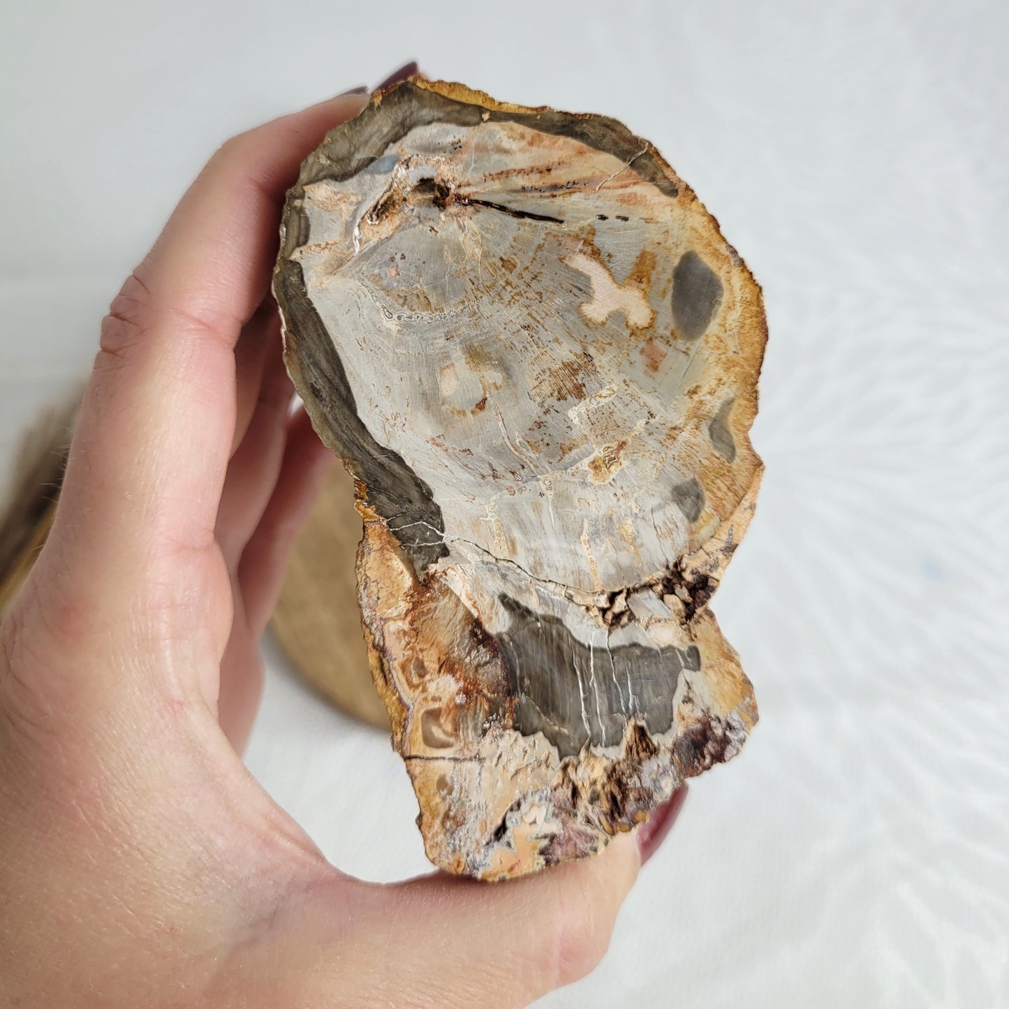Versteinertes fossiles Holz