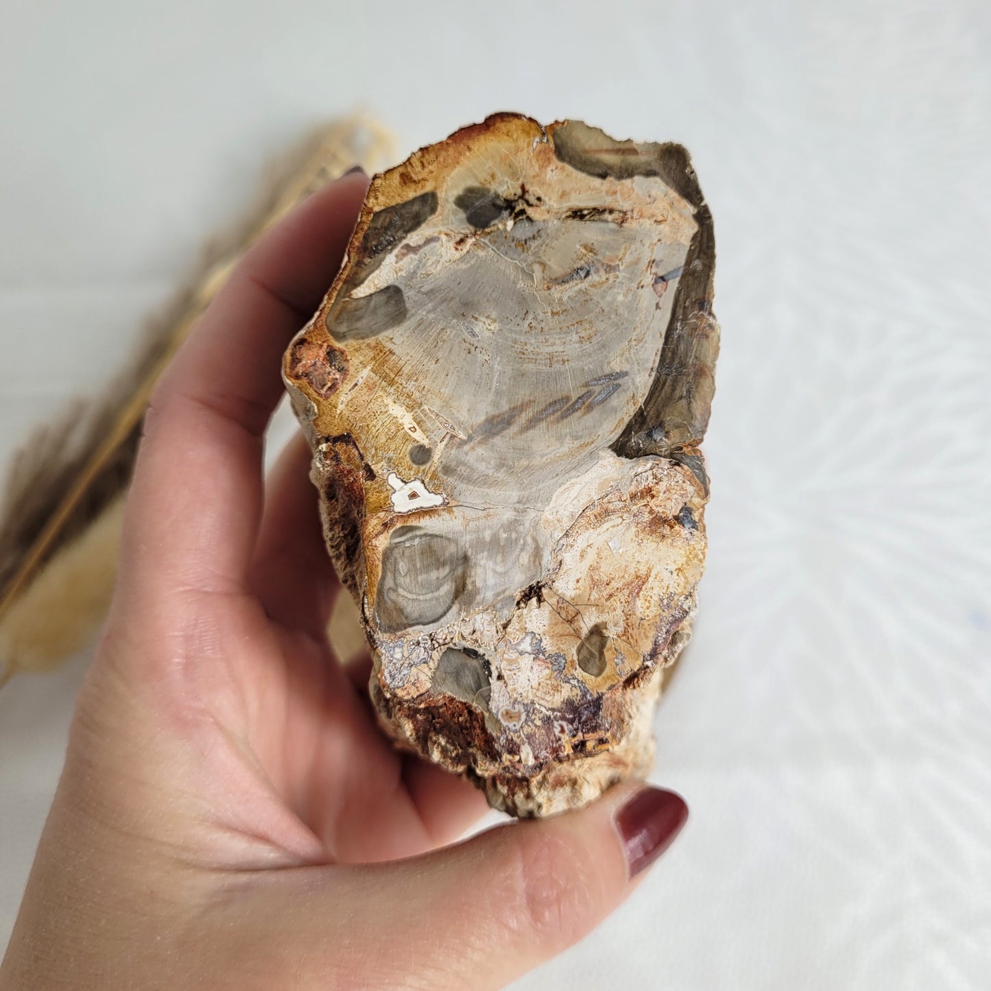 Versteinertes fossiles Holz