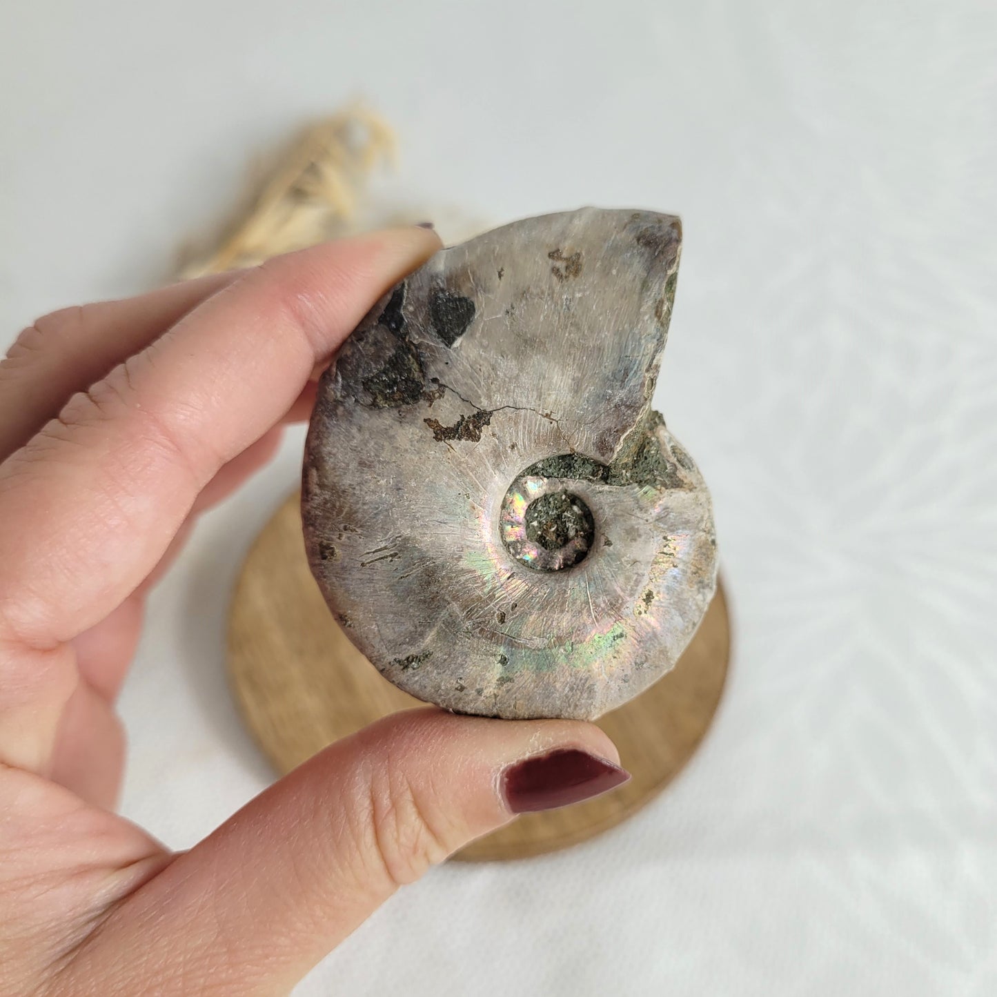 Ammonit Fossil