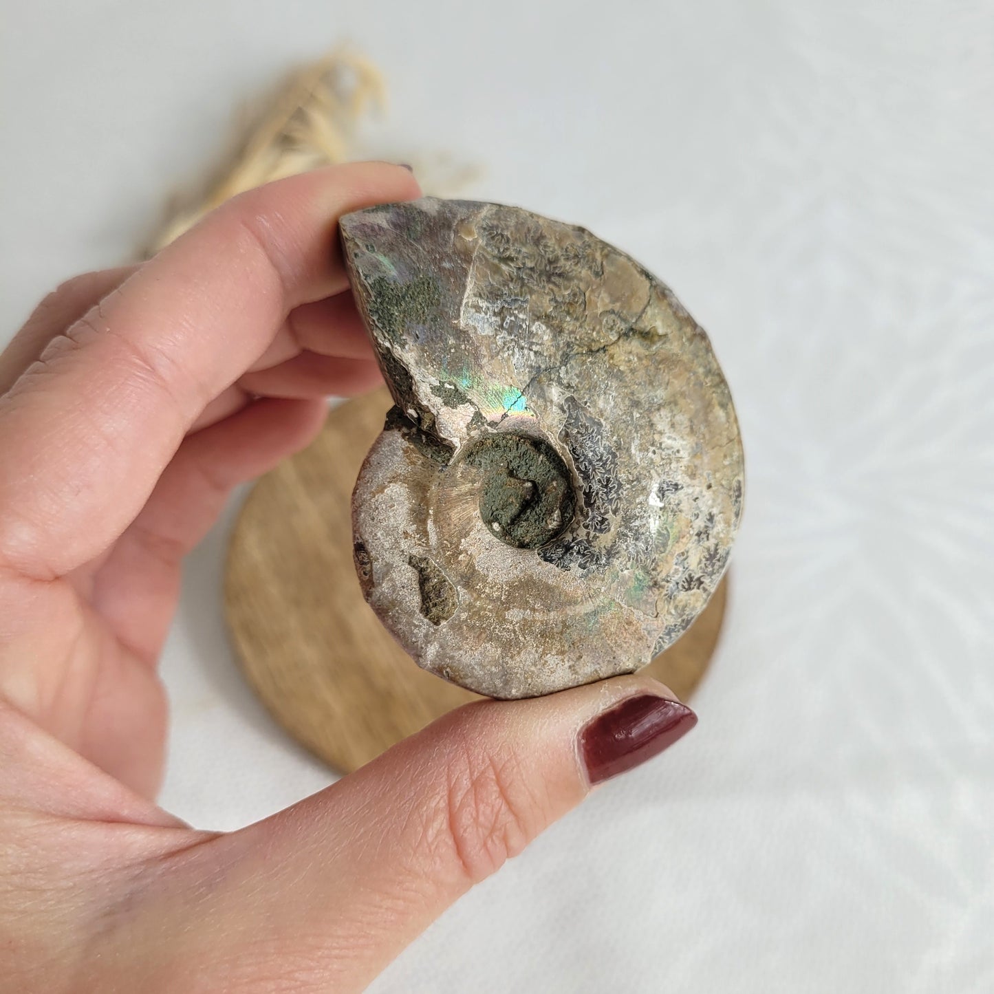 Ammonit Fossil