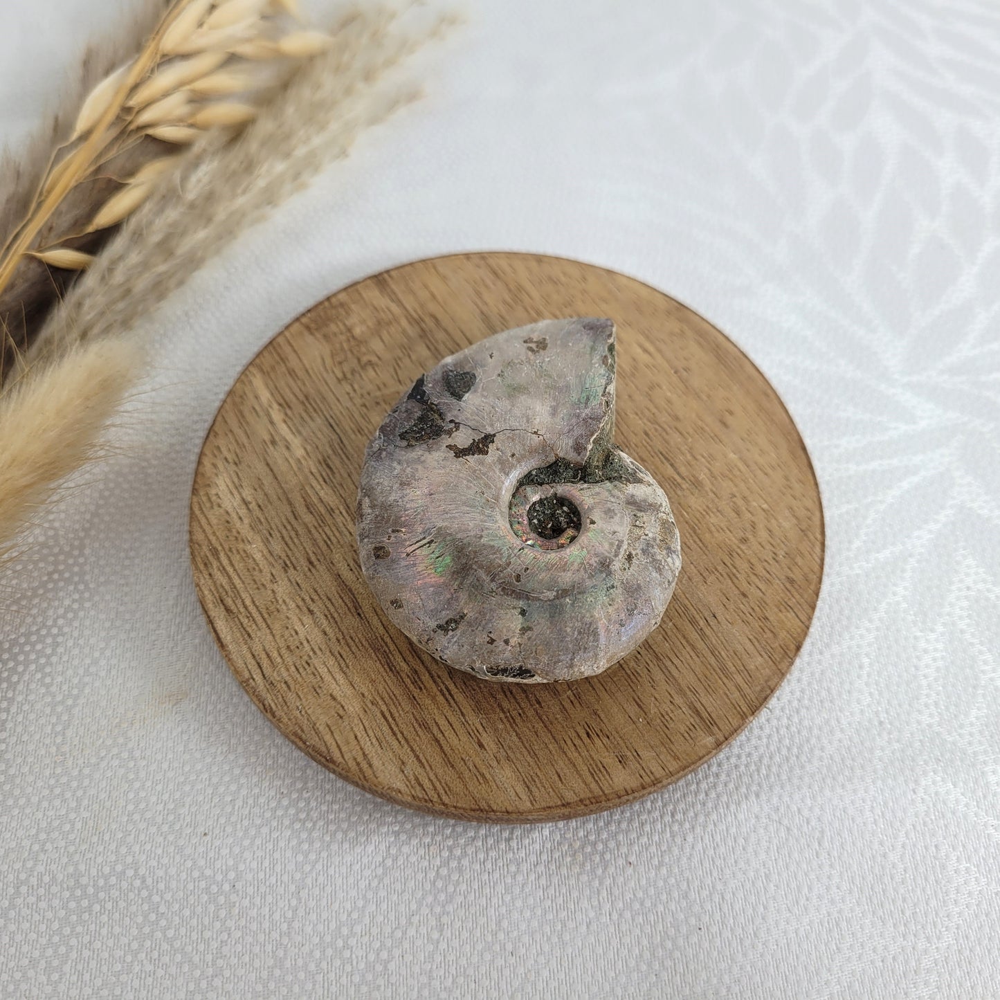 Amonit Fossil