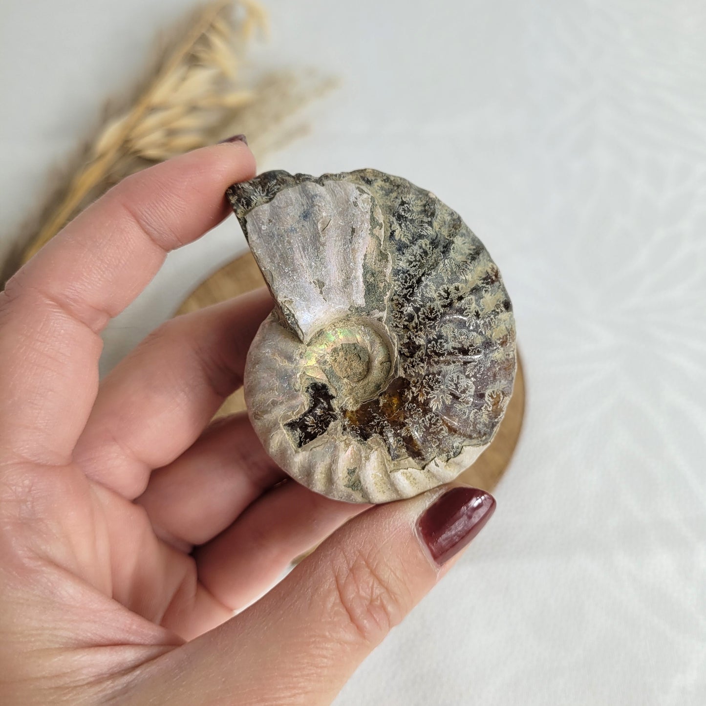 Ammonit Fossil