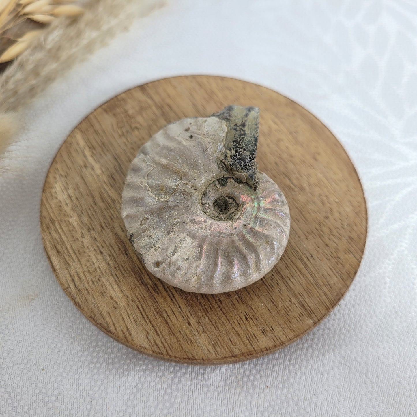 Ammonit Fossil