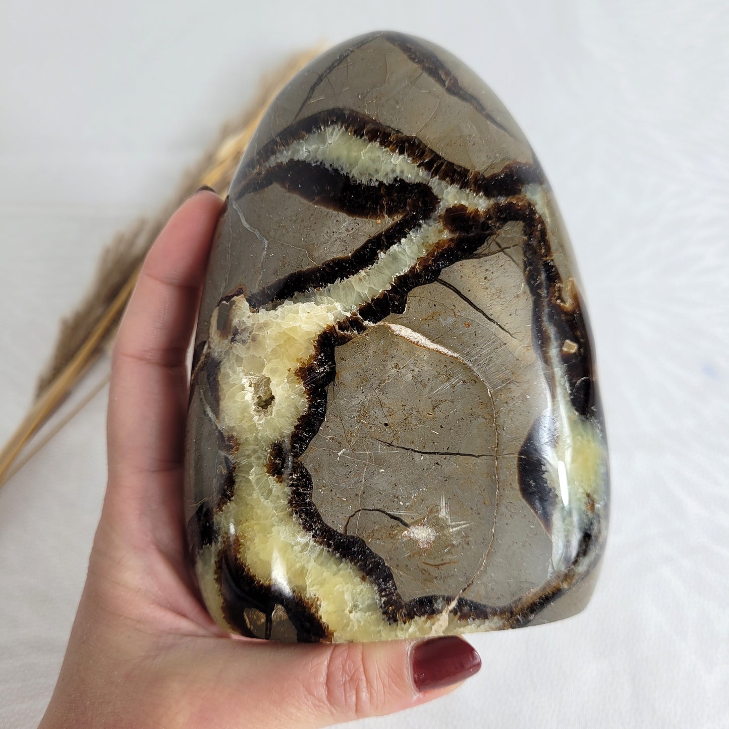 Septarien Freiform 13 x 9,4cm