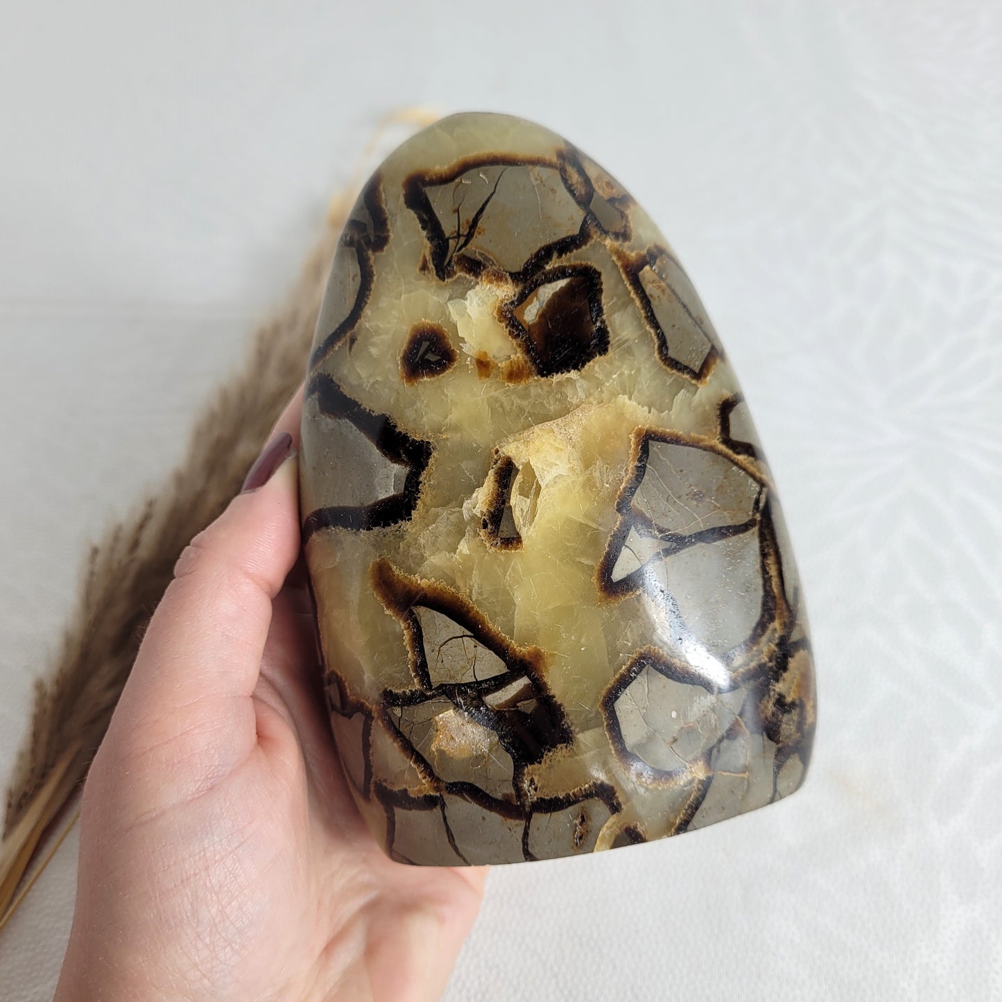 Septarien Freiform 12,6 x 8,7cm