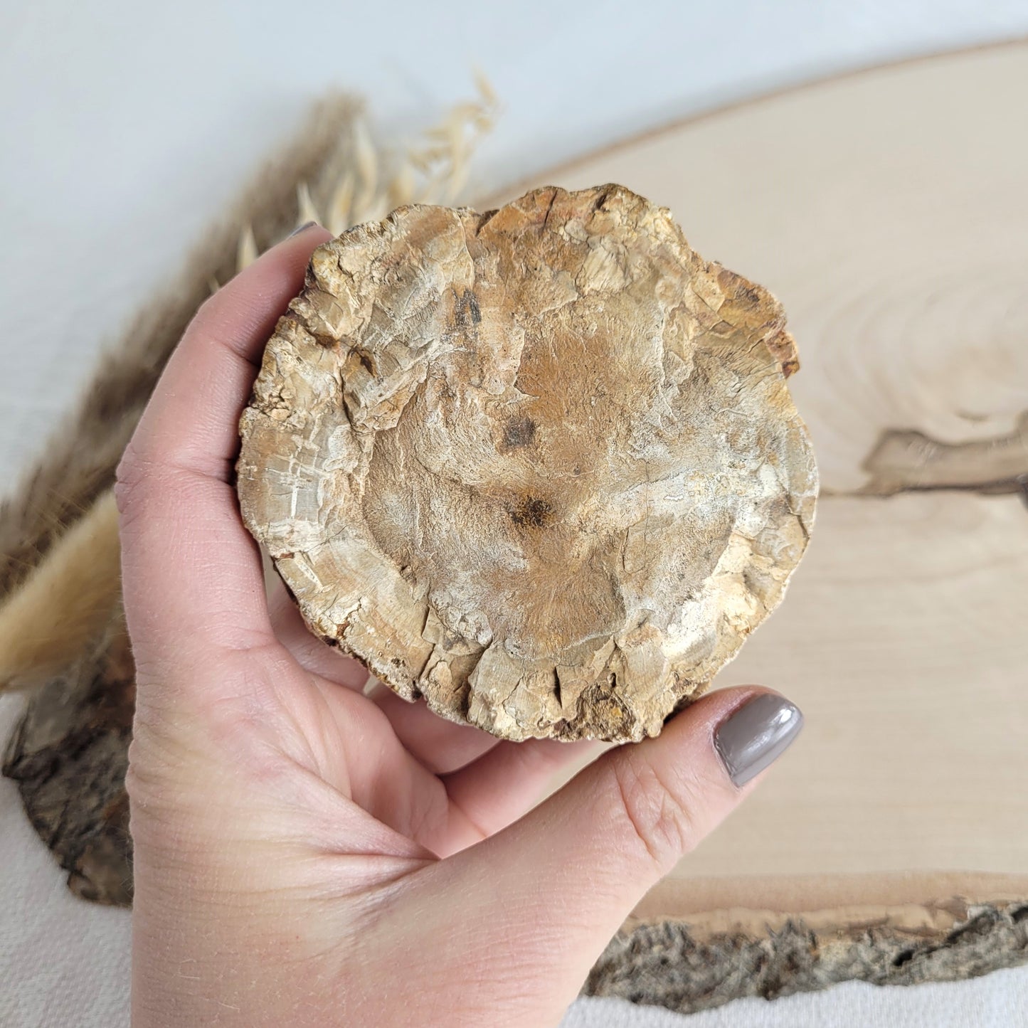 Versteinertes fossiles Holz Scheibe