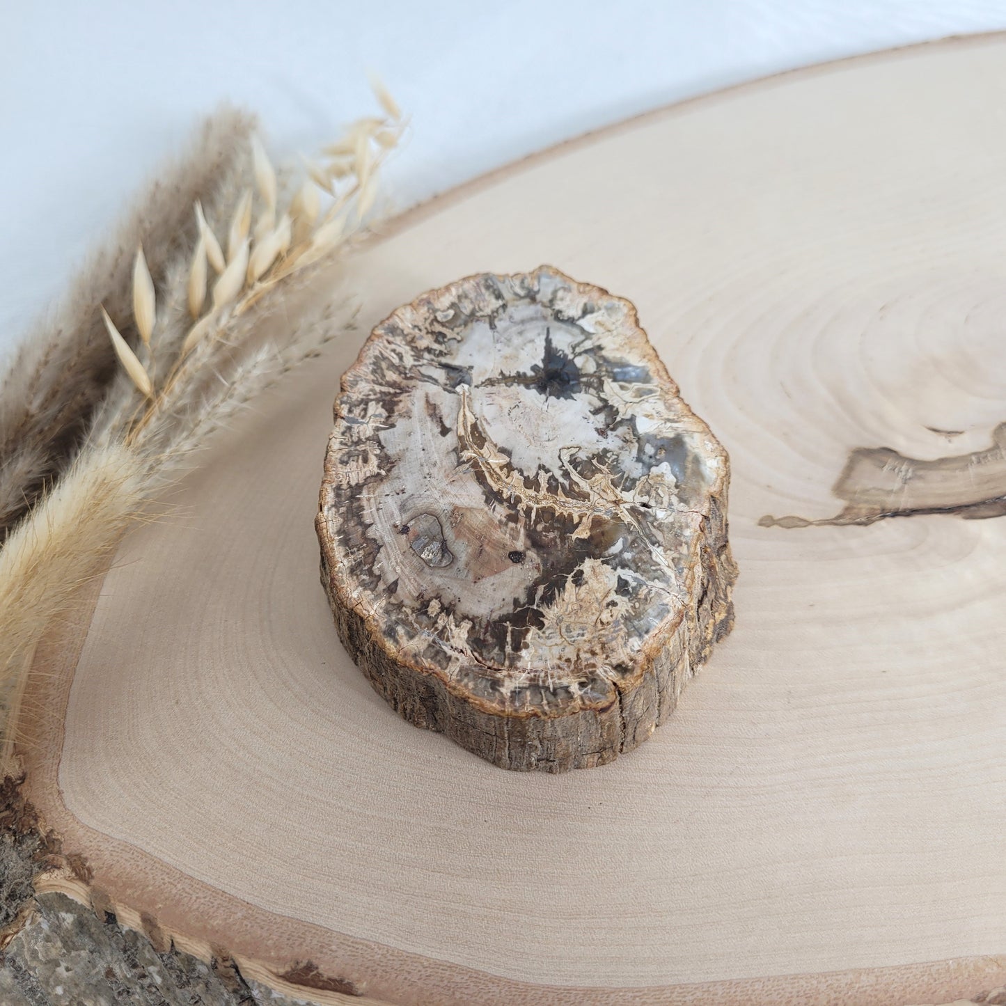 Versteinertes fossiles Holz Scheibe