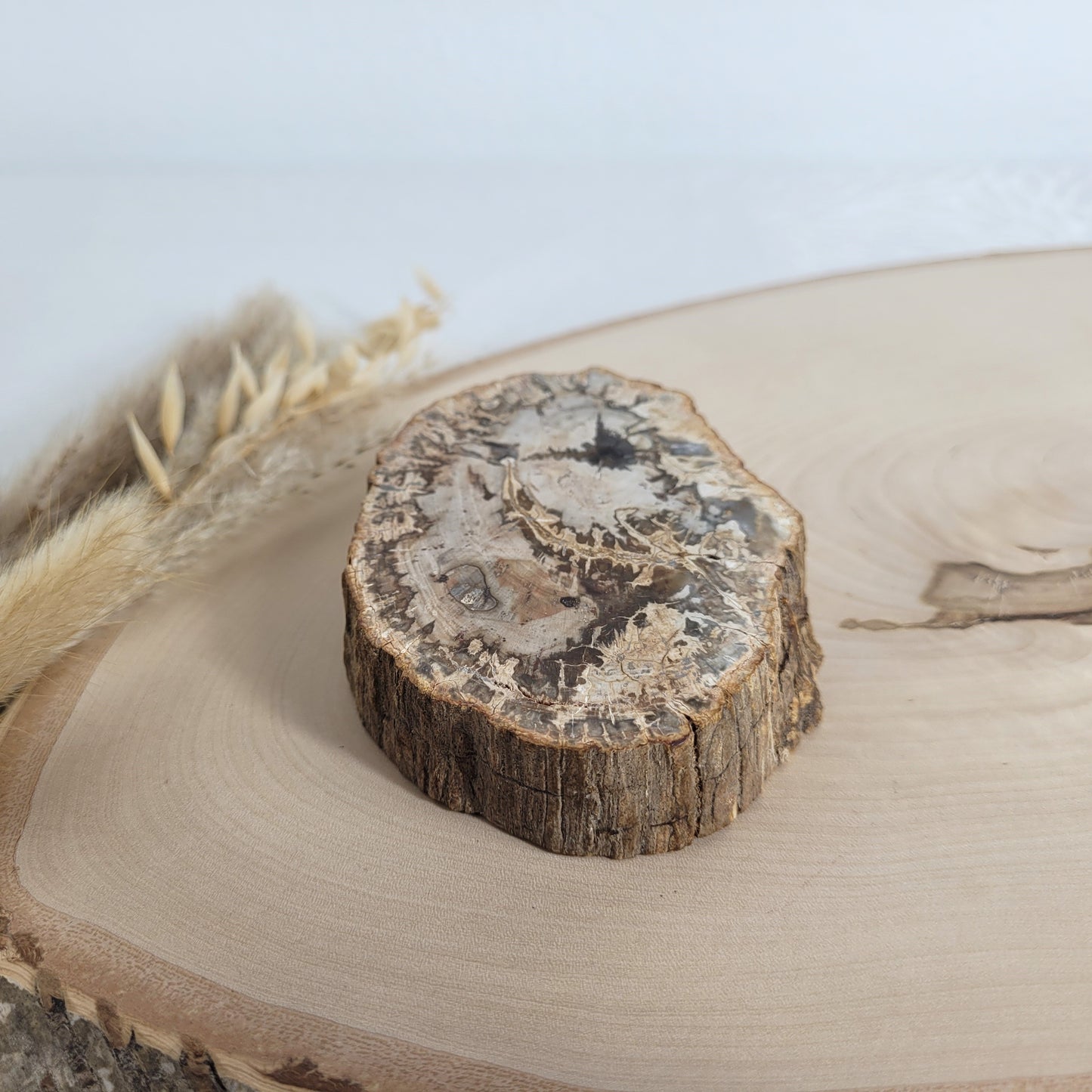 Versteinertes fossiles Holz Scheibe