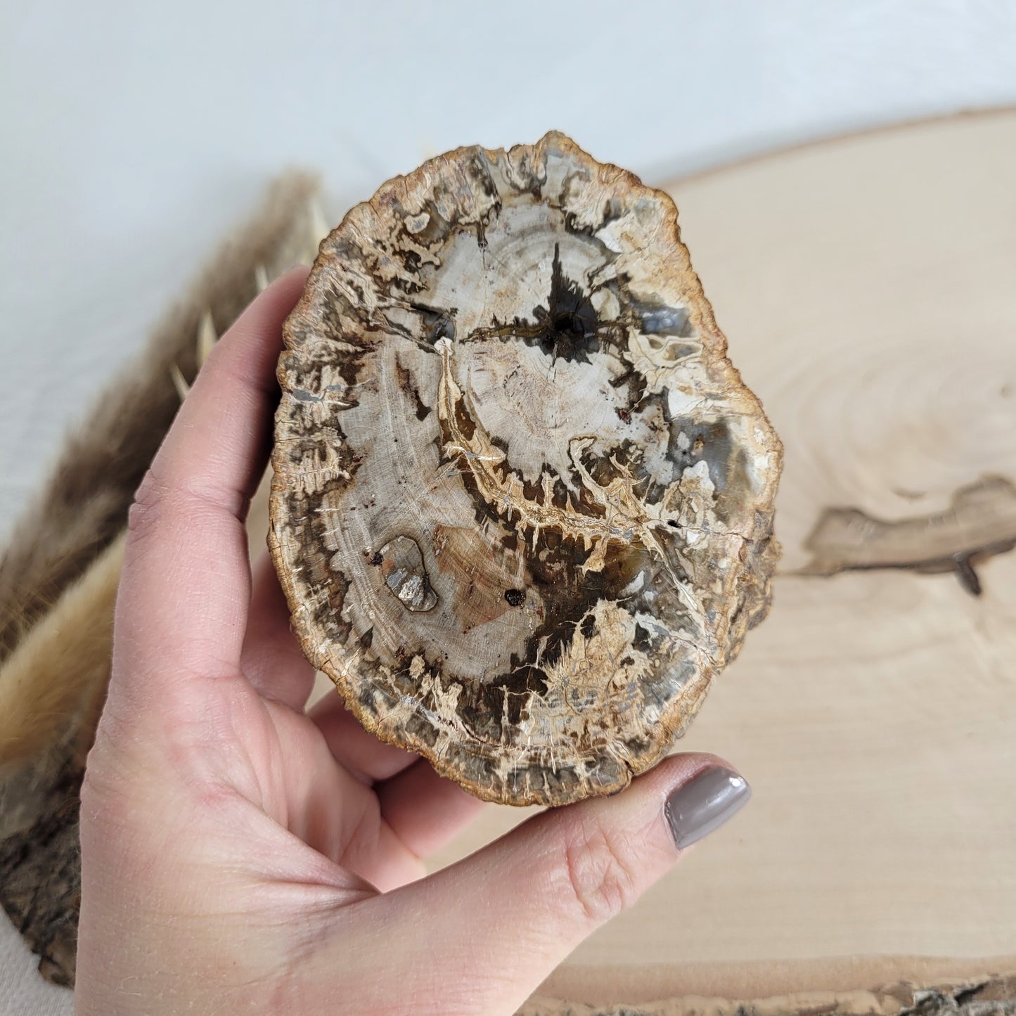 Versteinertes fossiles Holz Scheibe