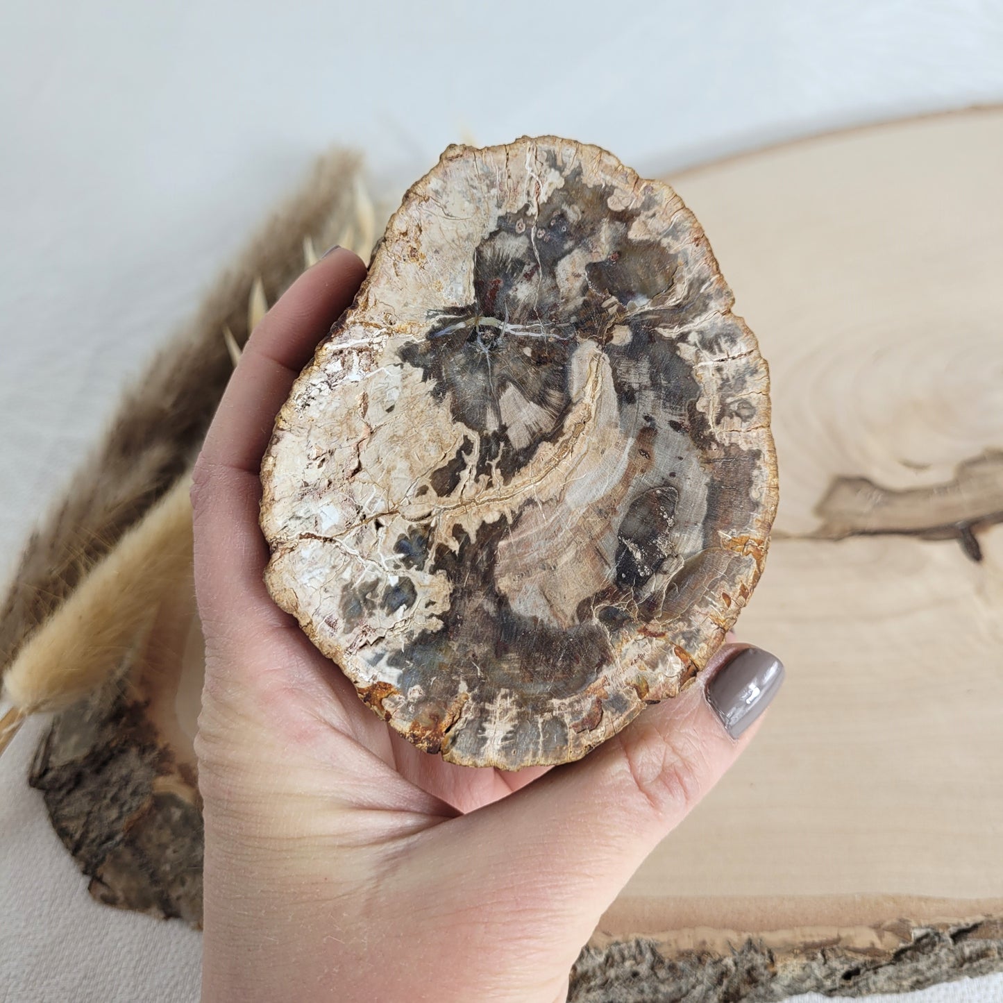 Versteinertes fossiles Holz Scheibe