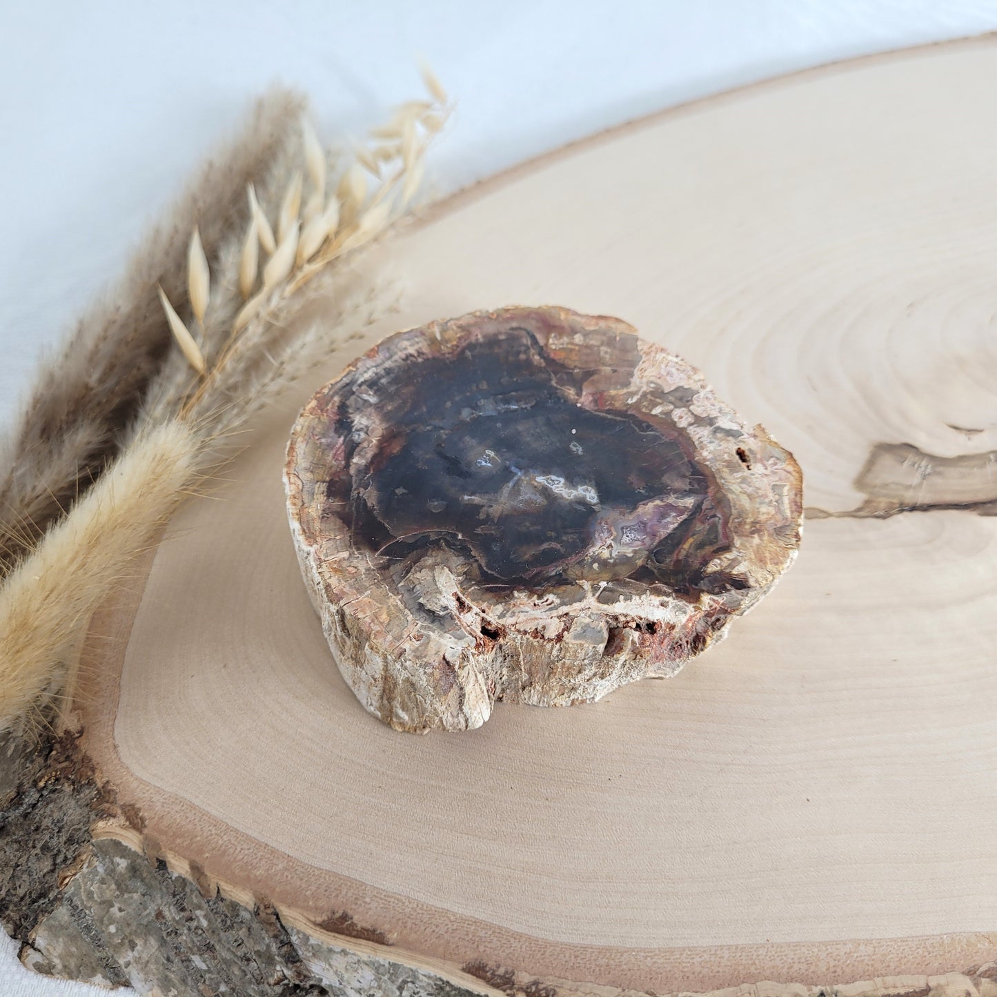 Versteinertes fossiles Holz Scheibe
