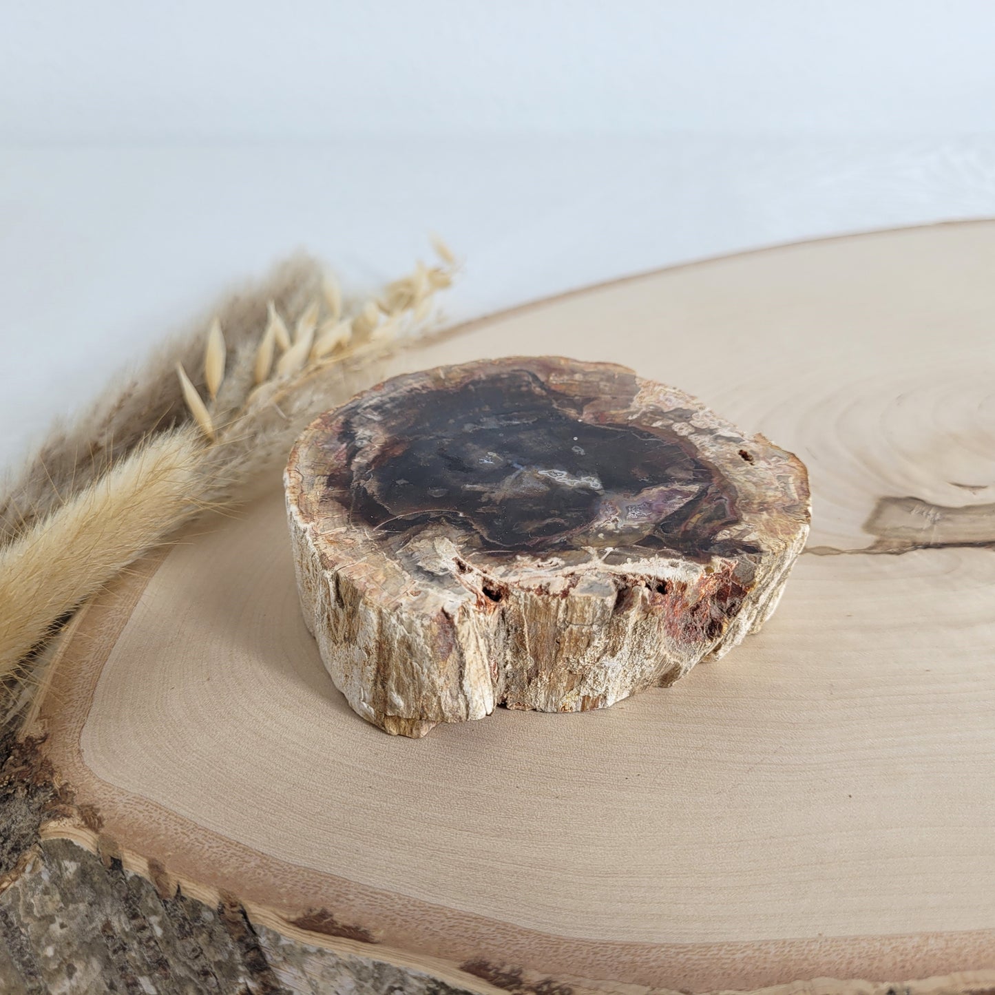 Versteinertes fossiles Holz Scheibe