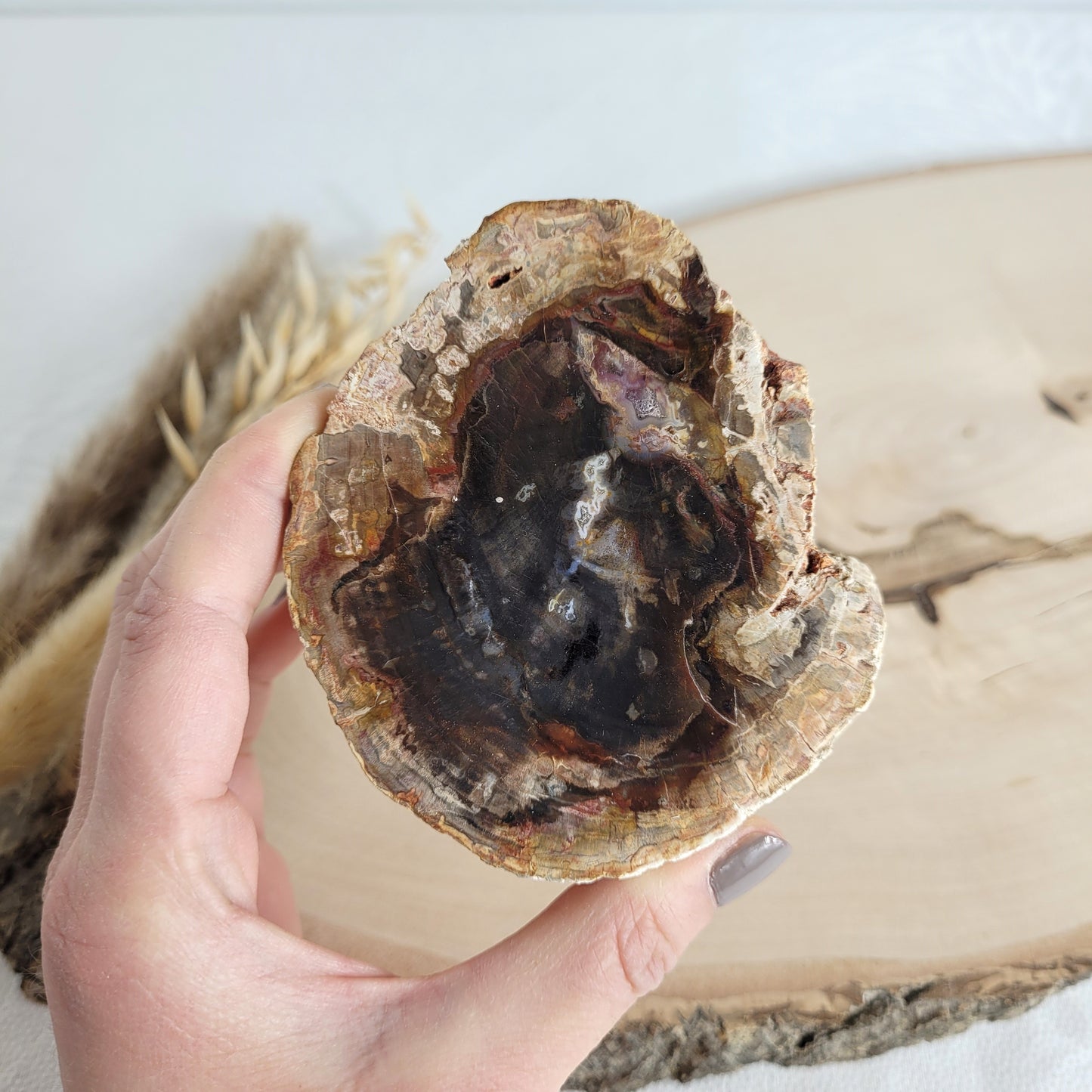 Versteinertes fossiles Holz Scheibe