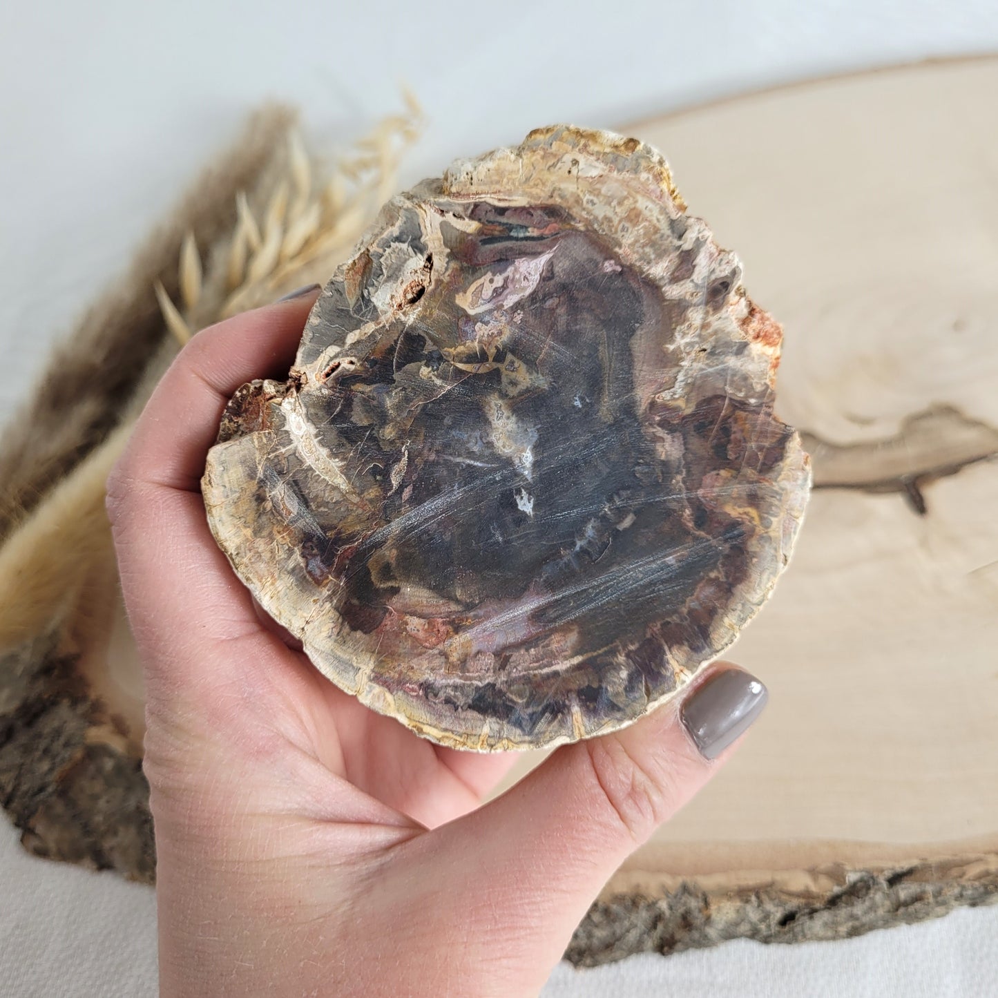 Versteinertes fossiles Holz Scheibe