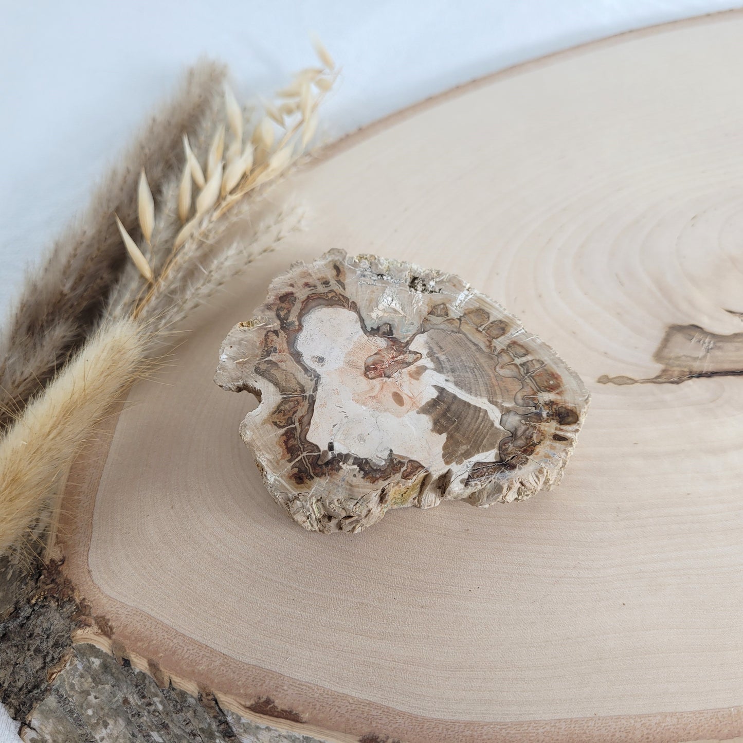 Versteinertes fossiles Holz Scheibe
