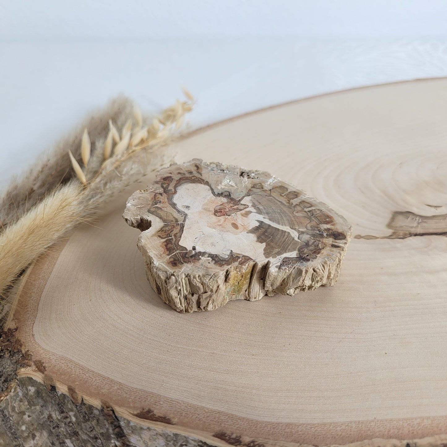Versteinertes fossiles Holz Scheibe
