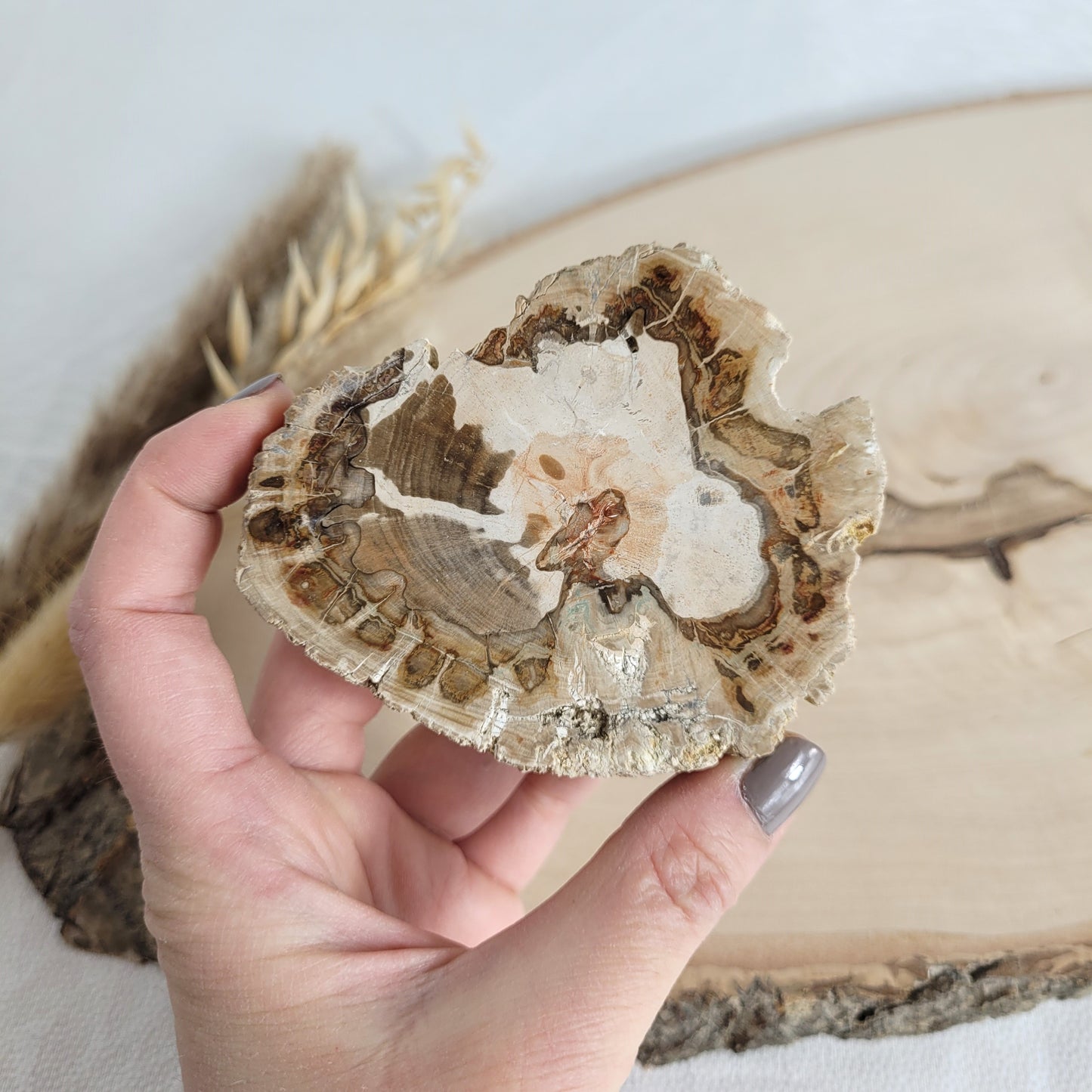 Versteinertes fossiles Holz Scheibe