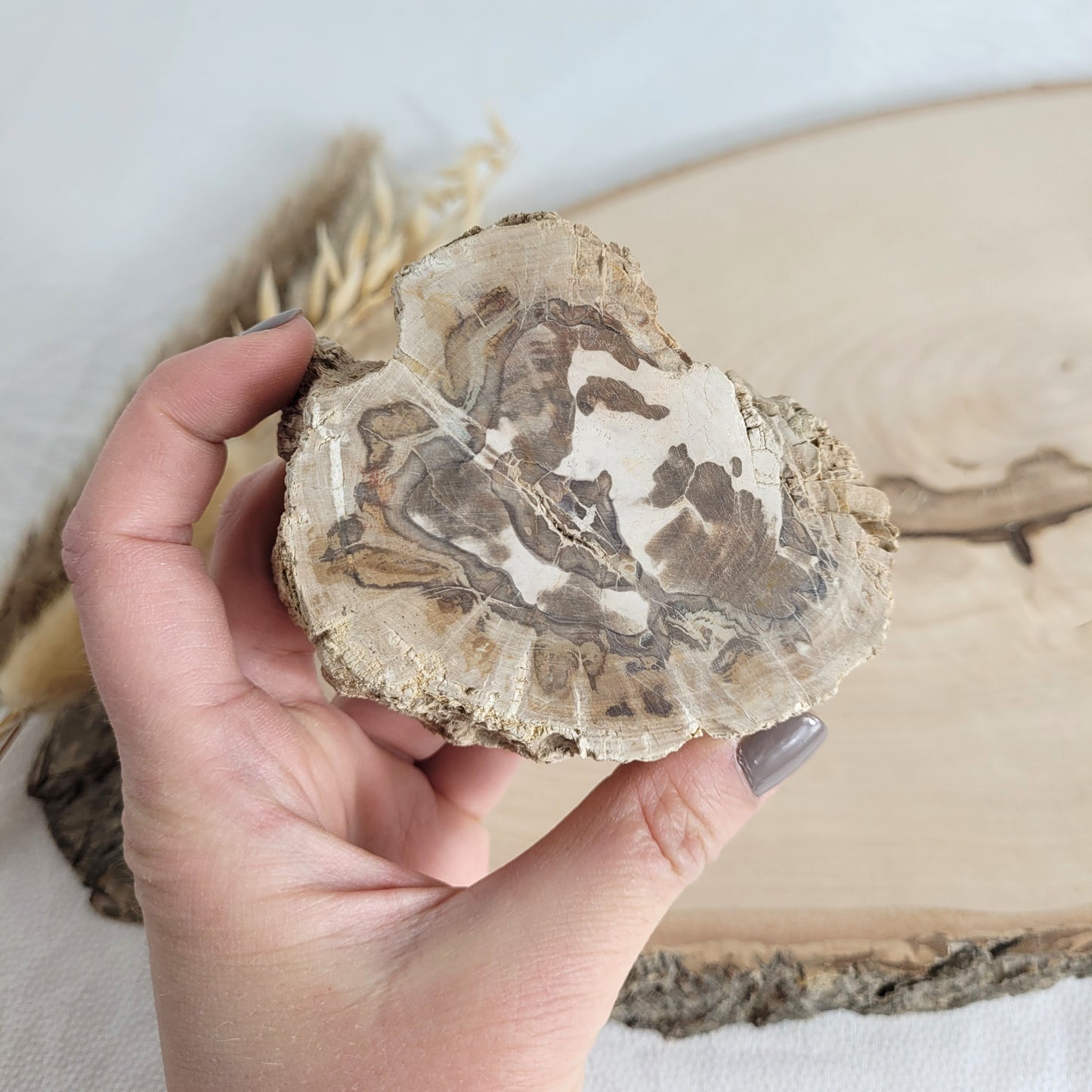 Versteinertes fossiles Holz Scheibe