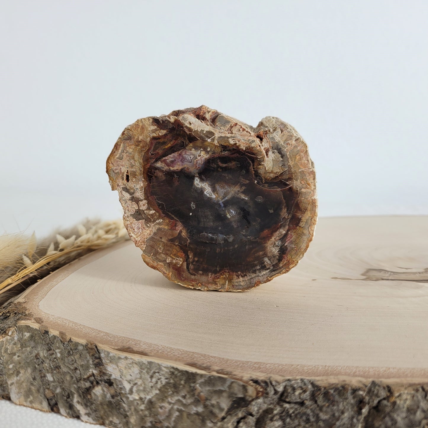 Versteinertes fossiles Holz Scheibe