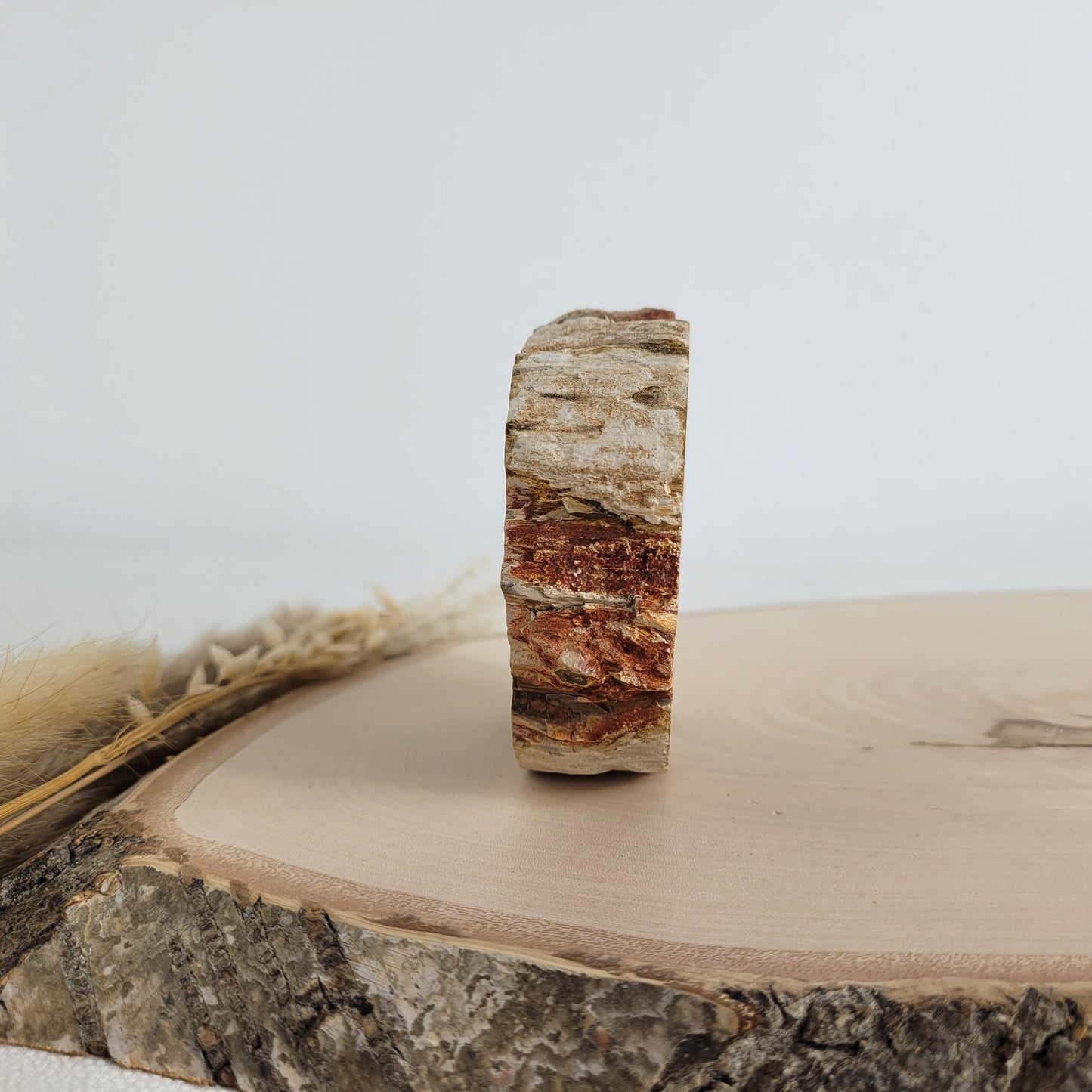 Versteinertes fossiles Holz Scheibe