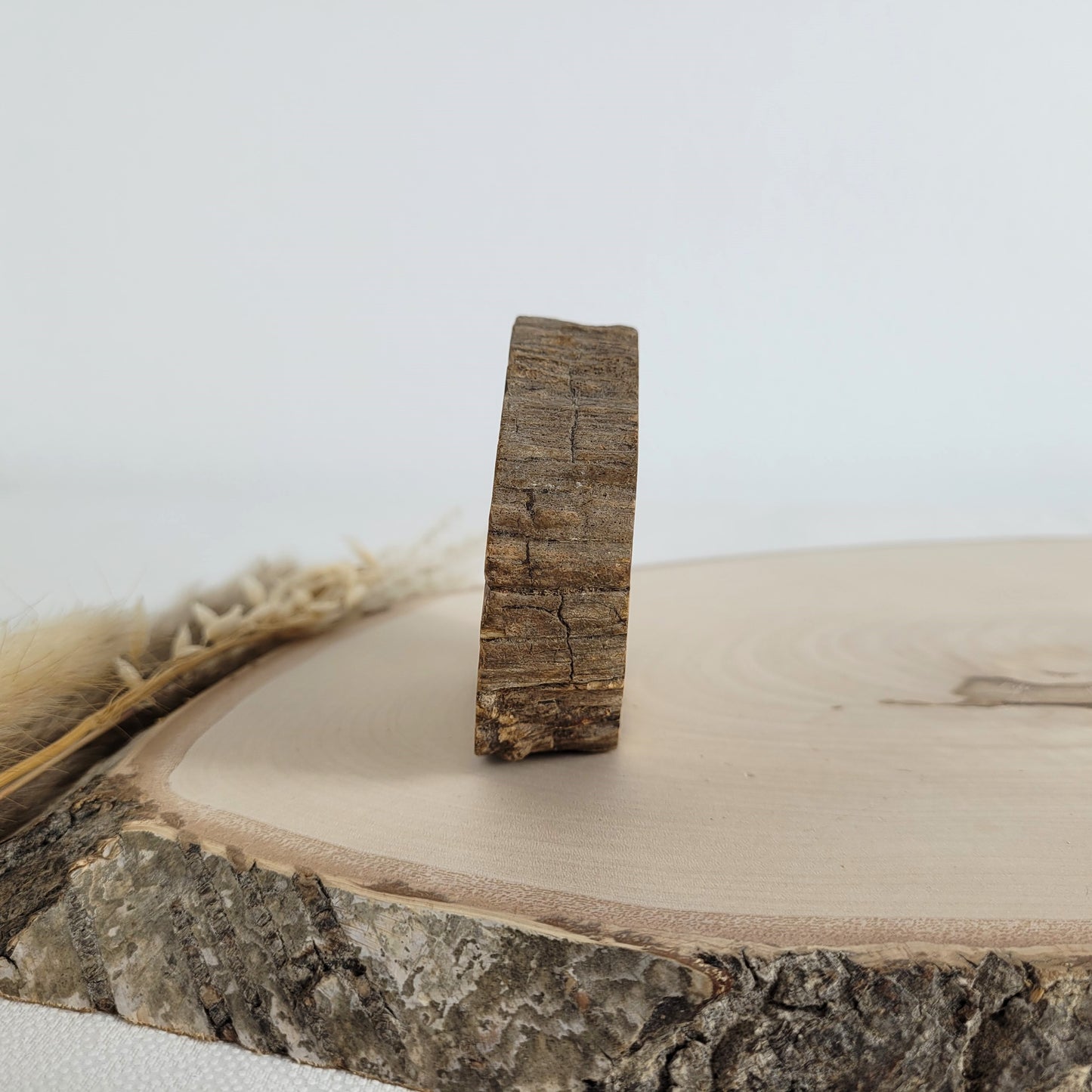 Versteinertes fossiles Holz Scheibe
