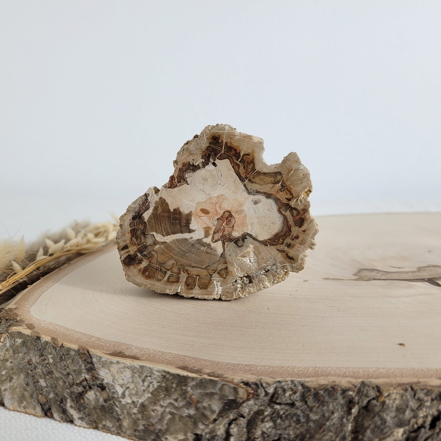 Versteinertes fossiles Holz Scheibe
