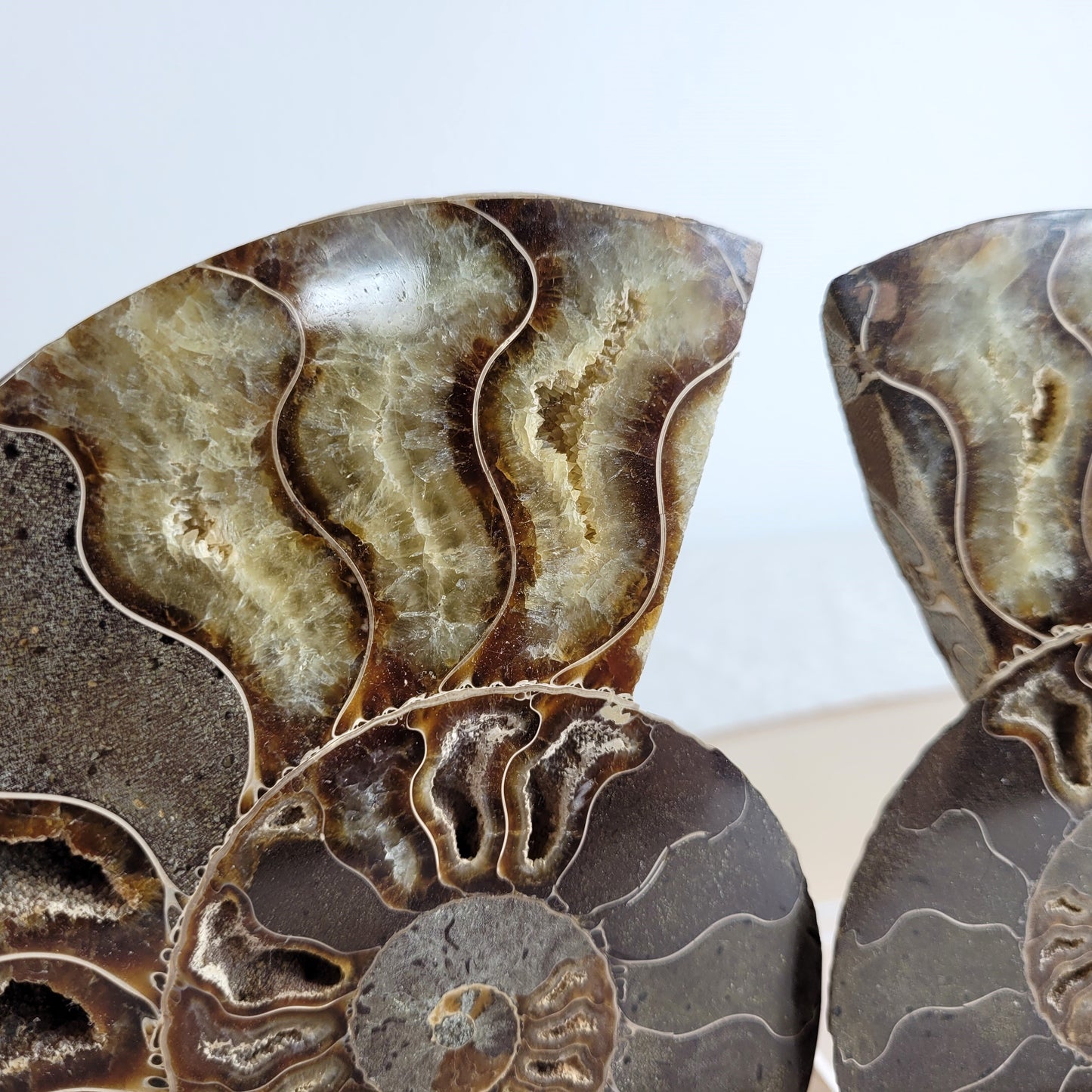 Ammoniten Fossilien Paar auf Holzscheibe mit Aufsteller – beide Hälften mit Kristallkammern, irisierender Schale und Dendriten.