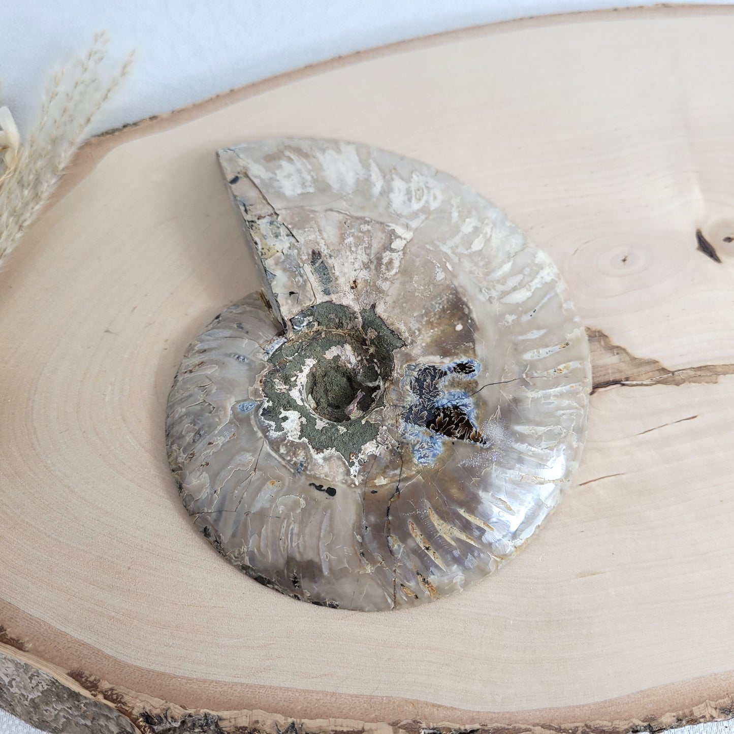 Ammoniten Fossilien Paar auf Holzscheibe mit Aufsteller – beide Hälften mit Kristallkammern, irisierender Schale und Dendriten.