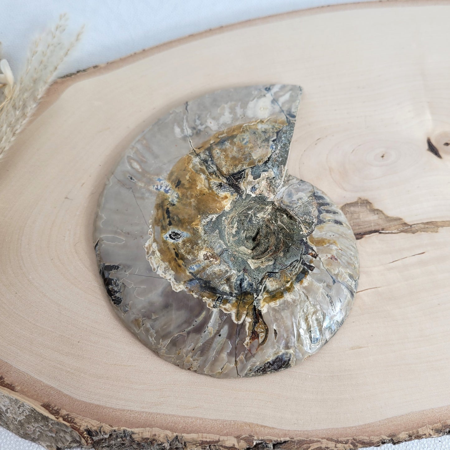 Ammoniten Fossilien Paar auf Holzscheibe mit Aufsteller – beide Hälften mit Kristallkammern, irisierender Schale und Dendriten.