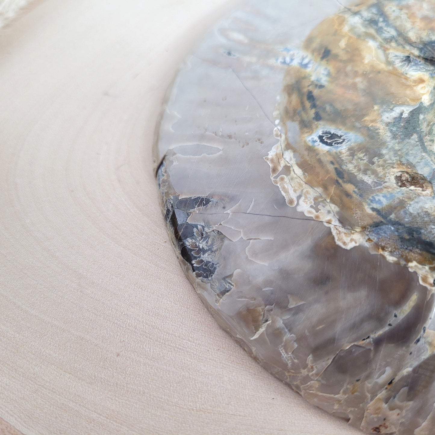 Ammoniten Fossilien Paar auf Holzscheibe mit Aufsteller – beide Hälften mit Kristallkammern, irisierender Schale und Dendriten.