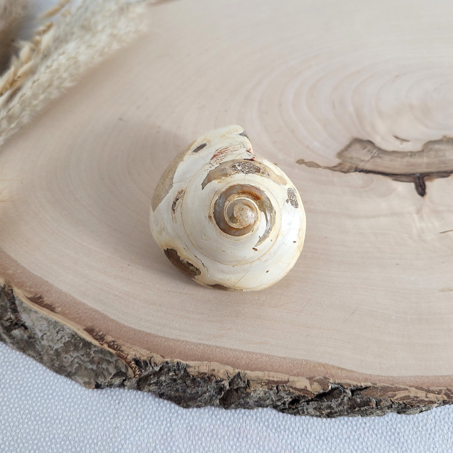 Fossil einer spiralförmigen Pleurotomaria-Schnecke, auf einer runden Holzscheibe dekorativ präsentiert, gut sichtbare Struktur und Versteinerung