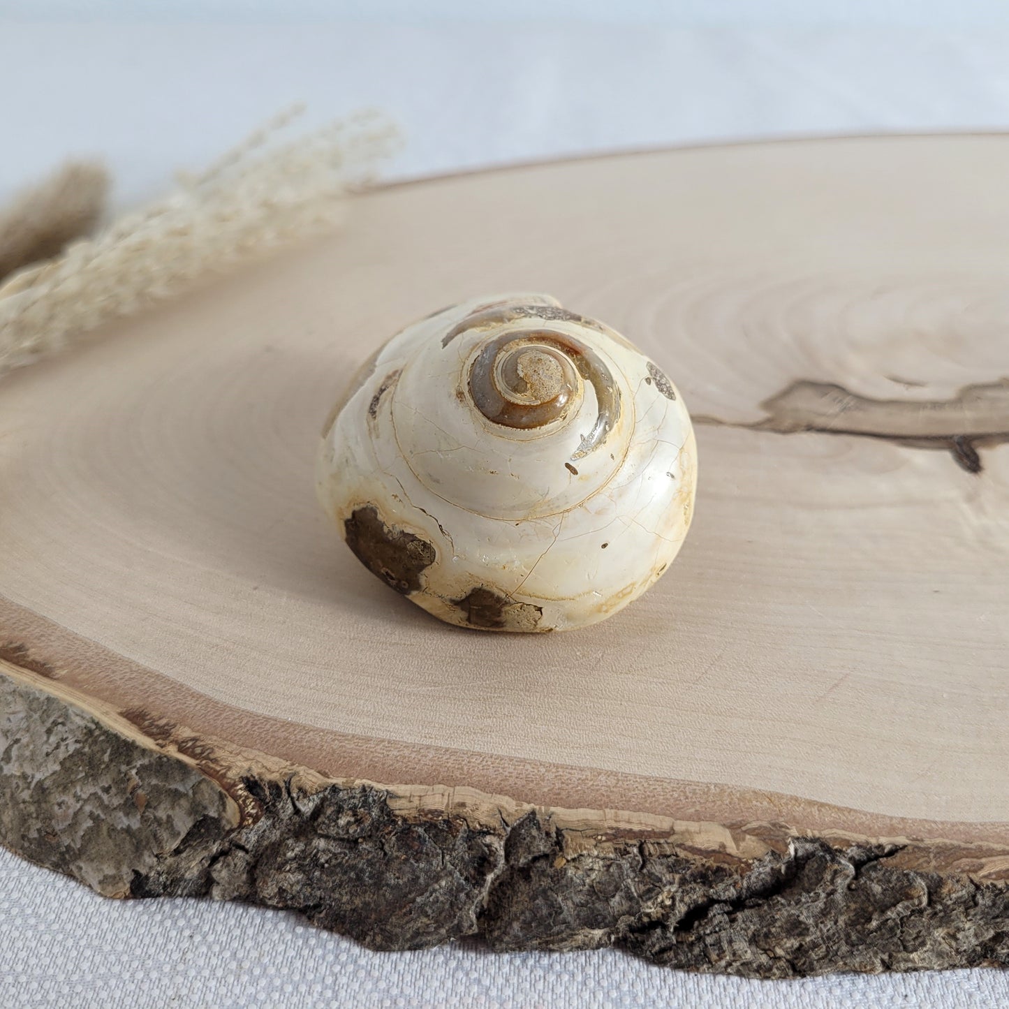 Fossil einer spiralförmigen Pleurotomaria-Schnecke, auf einer runden Holzscheibe dekorativ präsentiert, gut sichtbare Struktur und Versteinerung