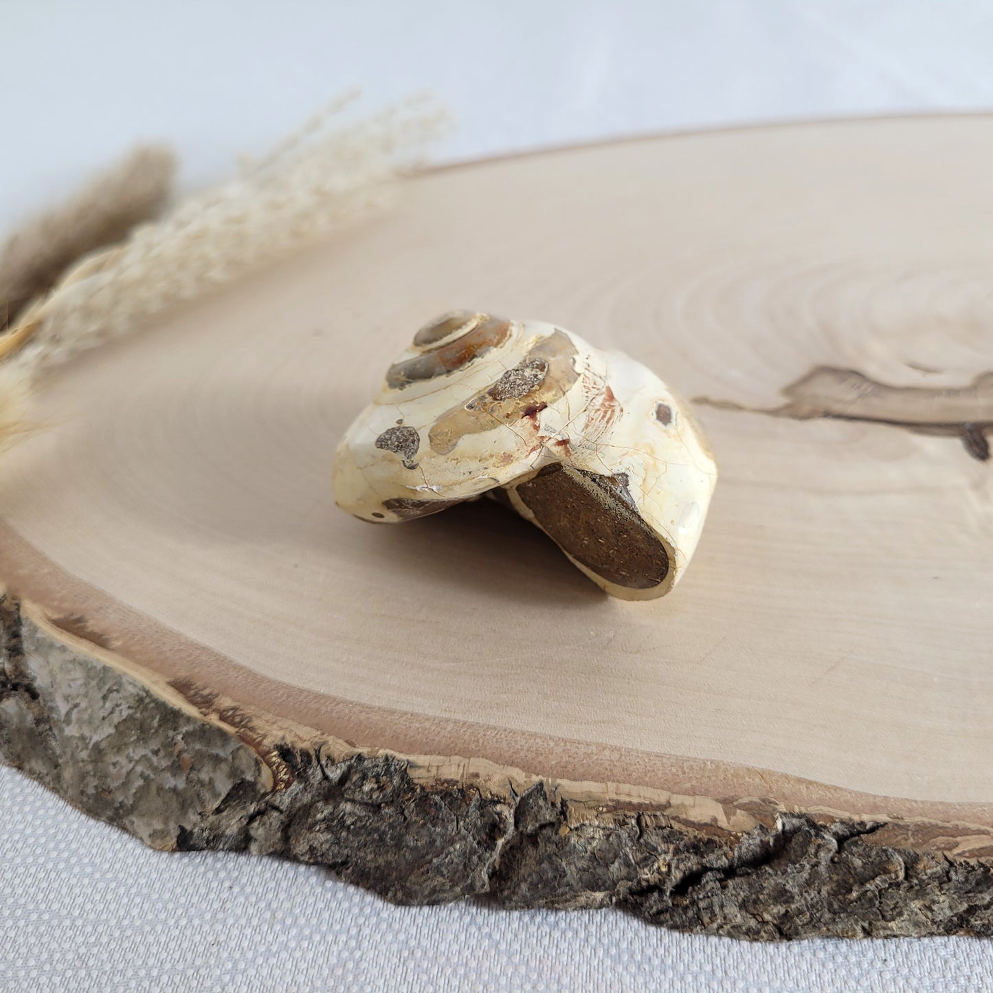 Fossil einer spiralförmigen Pleurotomaria-Schnecke, auf einer runden Holzscheibe dekorativ präsentiert, gut sichtbare Struktur und Versteinerung
