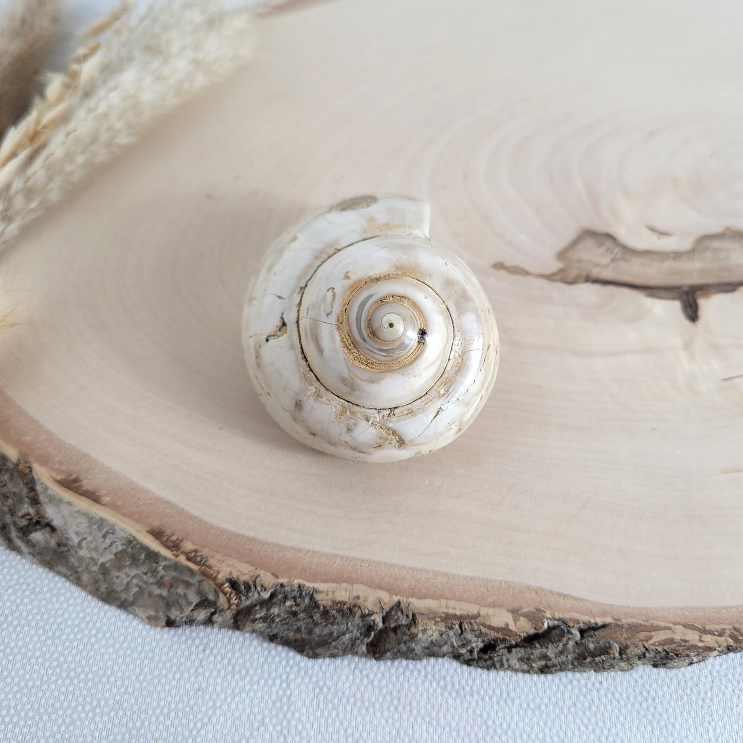 Fossil einer spiralförmigen Pleurotomaria-Schnecke, auf einer runden Holzscheibe dekorativ präsentiert, gut sichtbare Struktur und Versteinerung