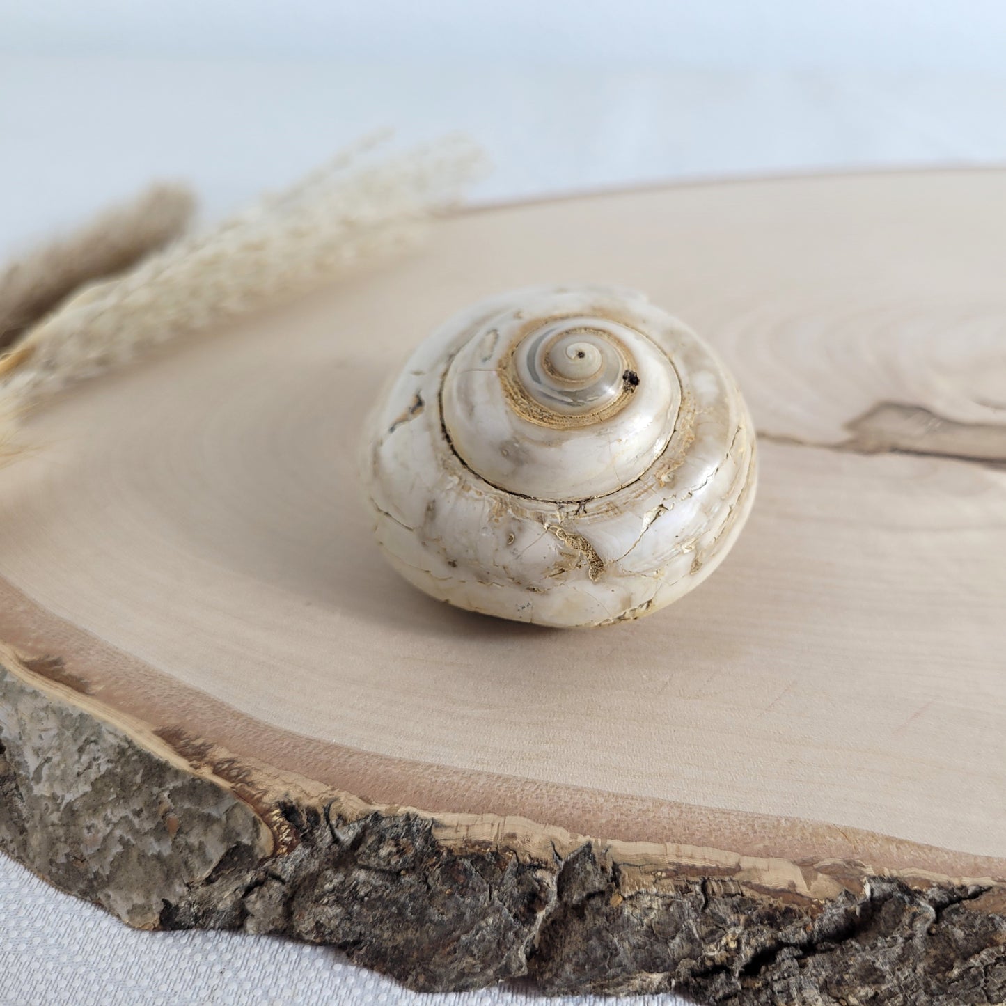 Fossil einer spiralförmigen Pleurotomaria-Schnecke, auf einer runden Holzscheibe dekorativ präsentiert, gut sichtbare Struktur und Versteinerung