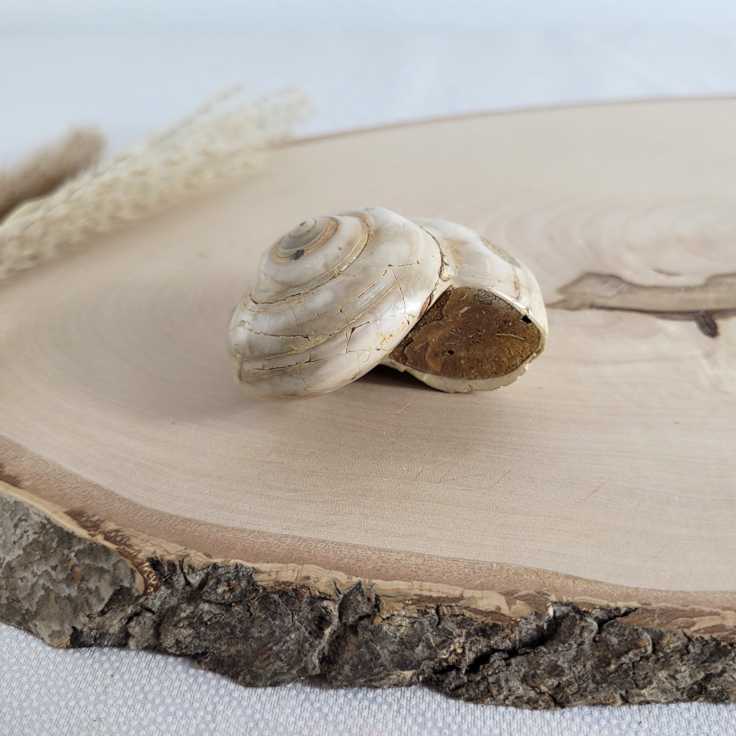 Fossil einer spiralförmigen Pleurotomaria-Schnecke, auf einer runden Holzscheibe dekorativ präsentiert, gut sichtbare Struktur und Versteinerung