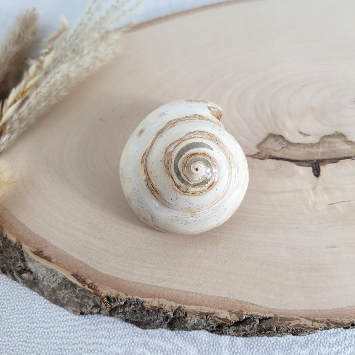 Fossil einer spiralförmigen Pleurotomaria-Schnecke, auf einer runden Holzscheibe dekorativ präsentiert, gut sichtbare Struktur und Versteinerung