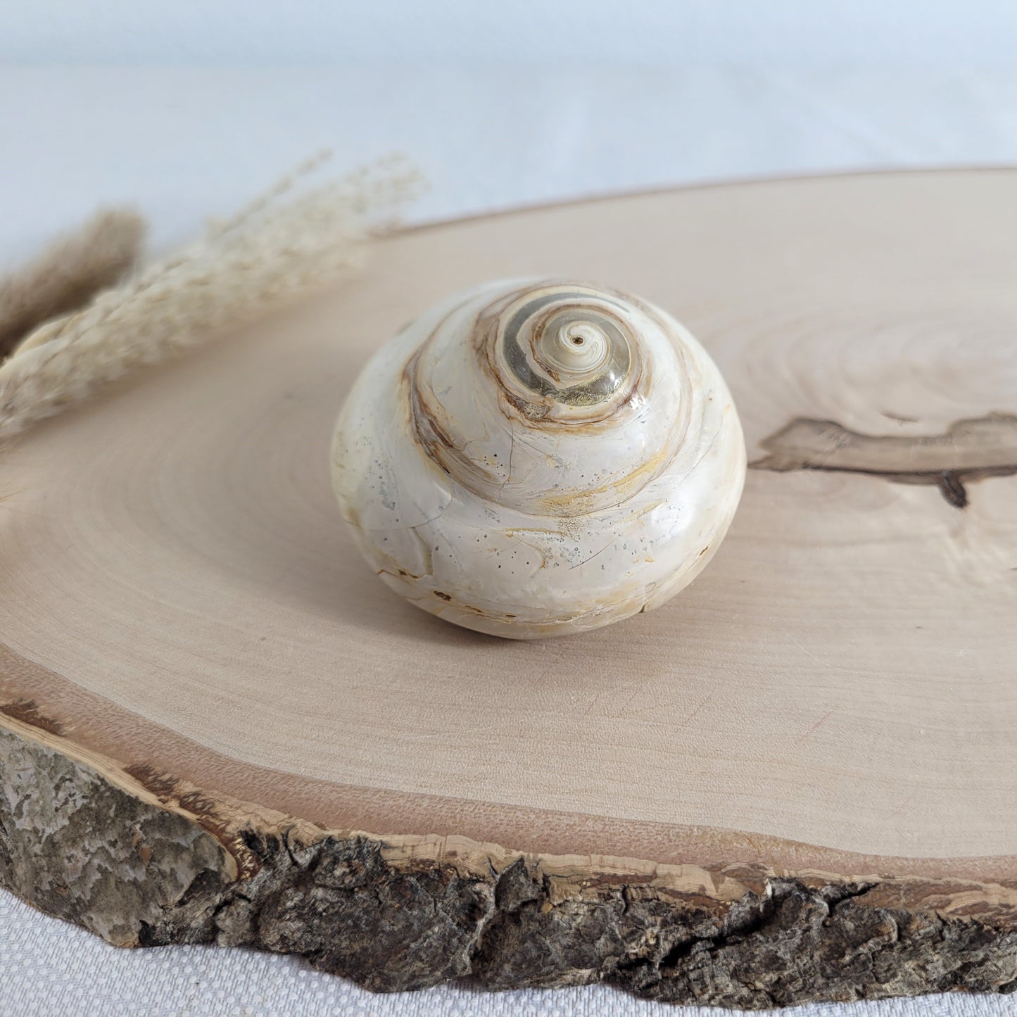 Fossil einer spiralförmigen Pleurotomaria-Schnecke, auf einer runden Holzscheibe dekorativ präsentiert, gut sichtbare Struktur und Versteinerung