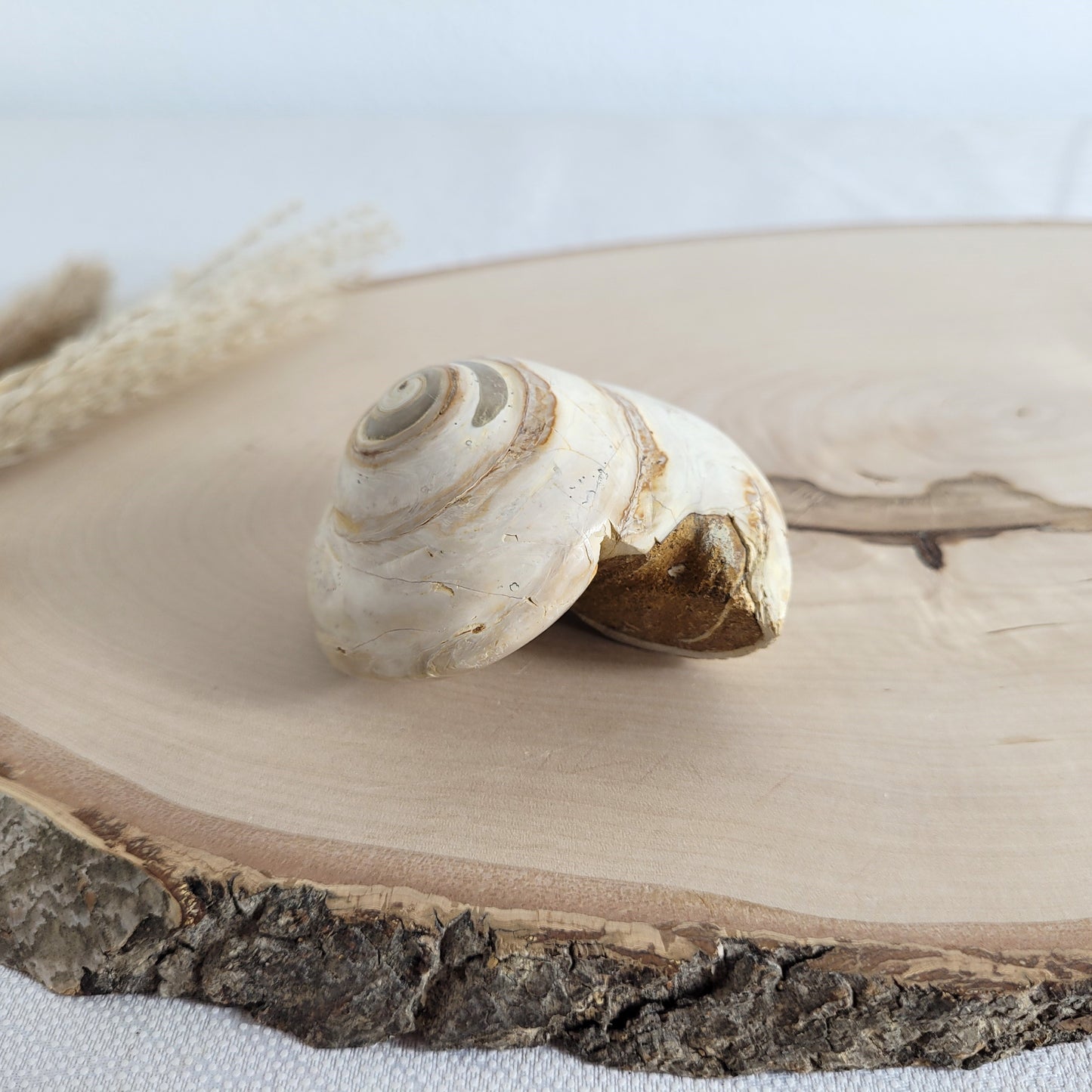 Fossil einer spiralförmigen Pleurotomaria-Schnecke, auf einer runden Holzscheibe dekorativ präsentiert, gut sichtbare Struktur und Versteinerung