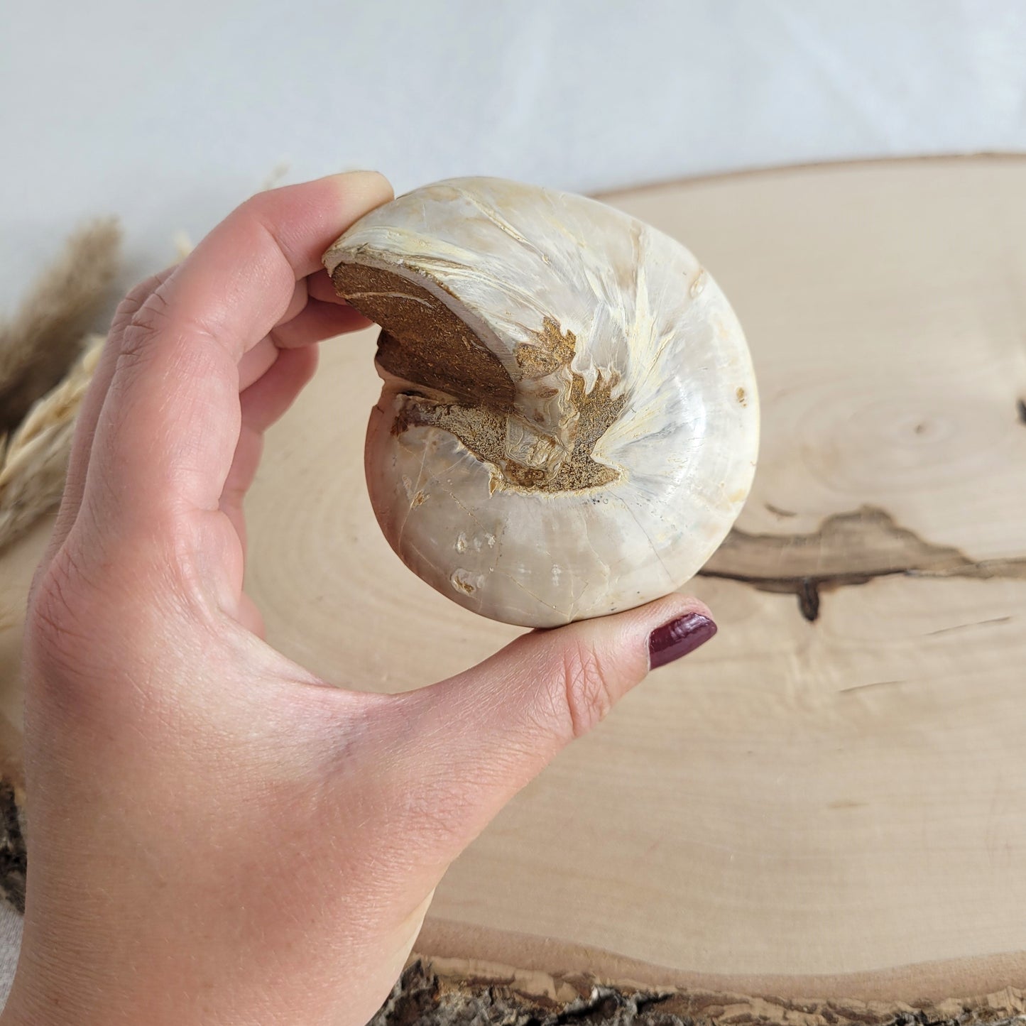 Fossil einer spiralförmigen Pleurotomaria-Schnecke, auf einer runden Holzscheibe dekorativ präsentiert, gut sichtbare Struktur und Versteinerung