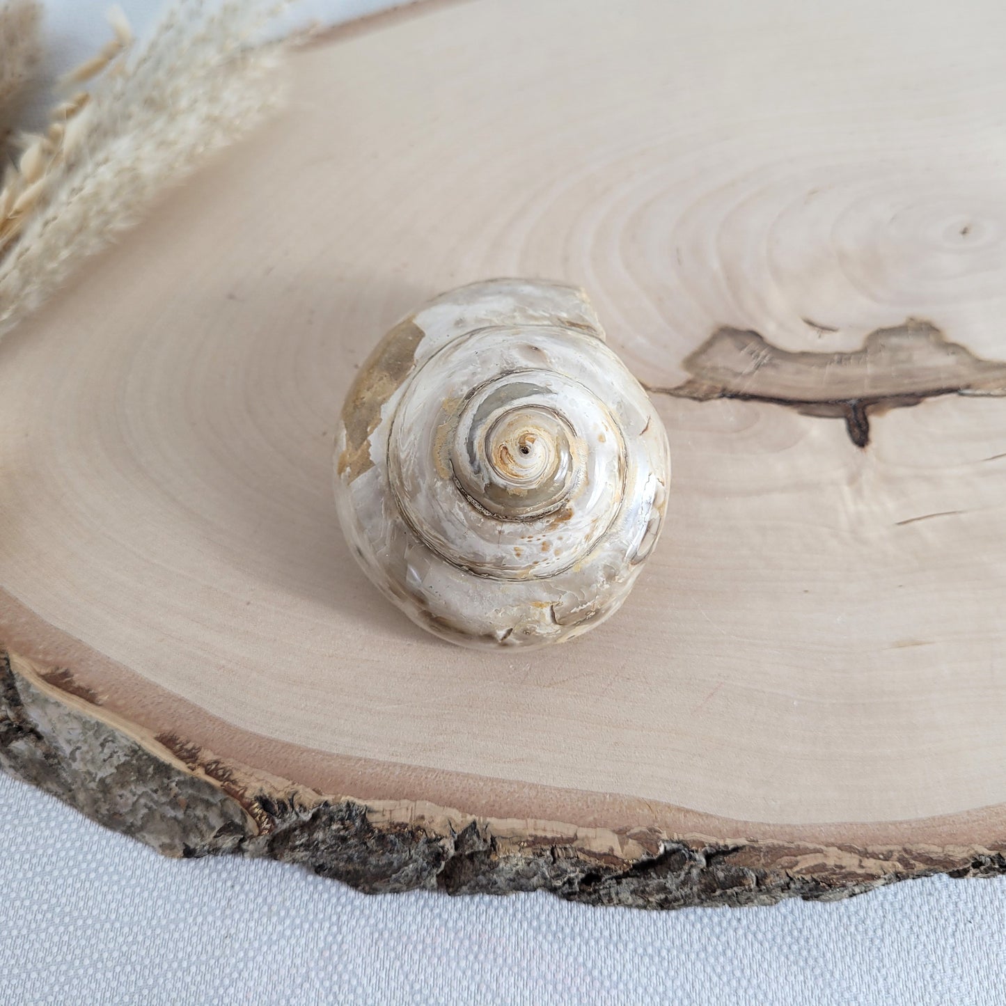 Fossil einer spiralförmigen Pleurotomaria-Schnecke, auf einer runden Holzscheibe dekorativ präsentiert, gut sichtbare Struktur und Versteinerung