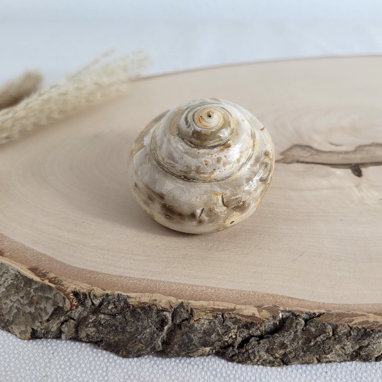 Fossil einer spiralförmigen Pleurotomaria-Schnecke, auf einer runden Holzscheibe dekorativ präsentiert, gut sichtbare Struktur und Versteinerung
