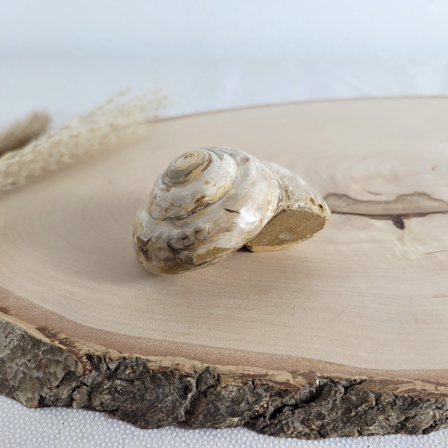 Fossil einer spiralförmigen Pleurotomaria-Schnecke, auf einer runden Holzscheibe dekorativ präsentiert, gut sichtbare Struktur und Versteinerung