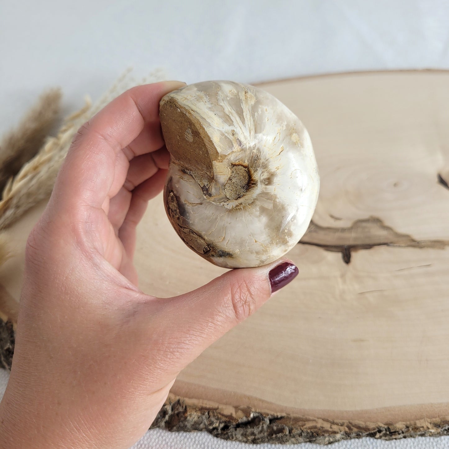 Fossil einer spiralförmigen Pleurotomaria-Schnecke, auf einer runden Holzscheibe dekorativ präsentiert, gut sichtbare Struktur und Versteinerung