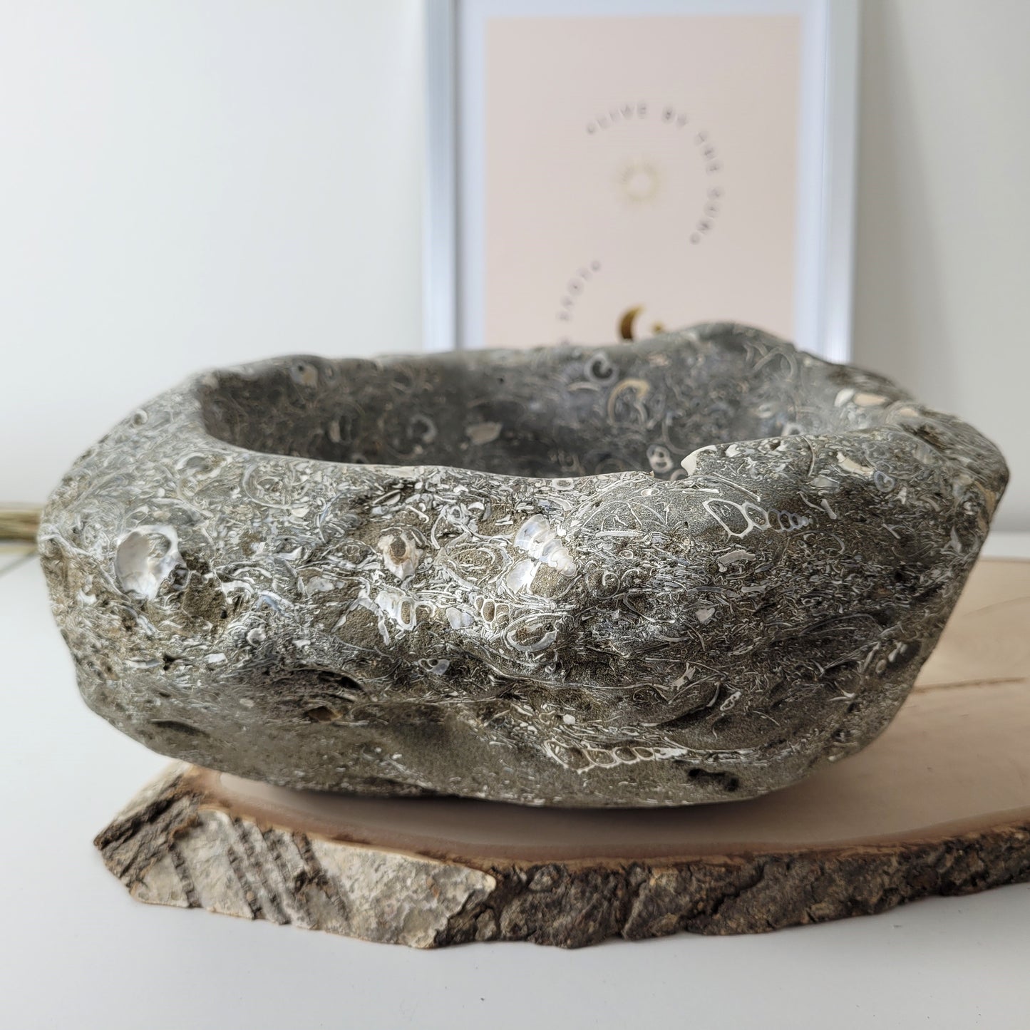 XL Turitella Jaspis fossile Muscheln Schale 26 x 19 cm, 7kg